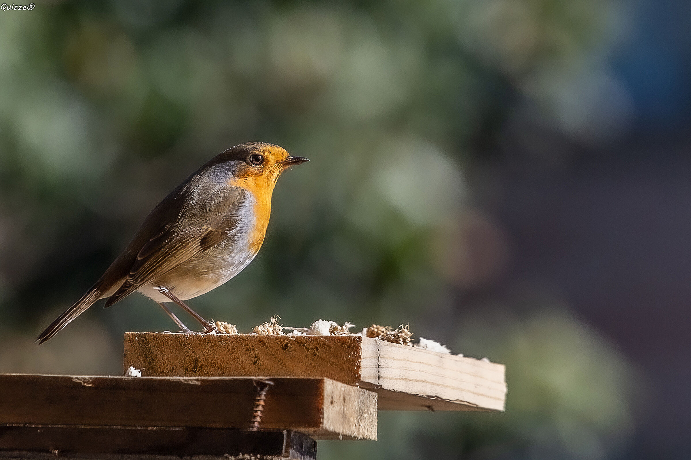 "Robin"