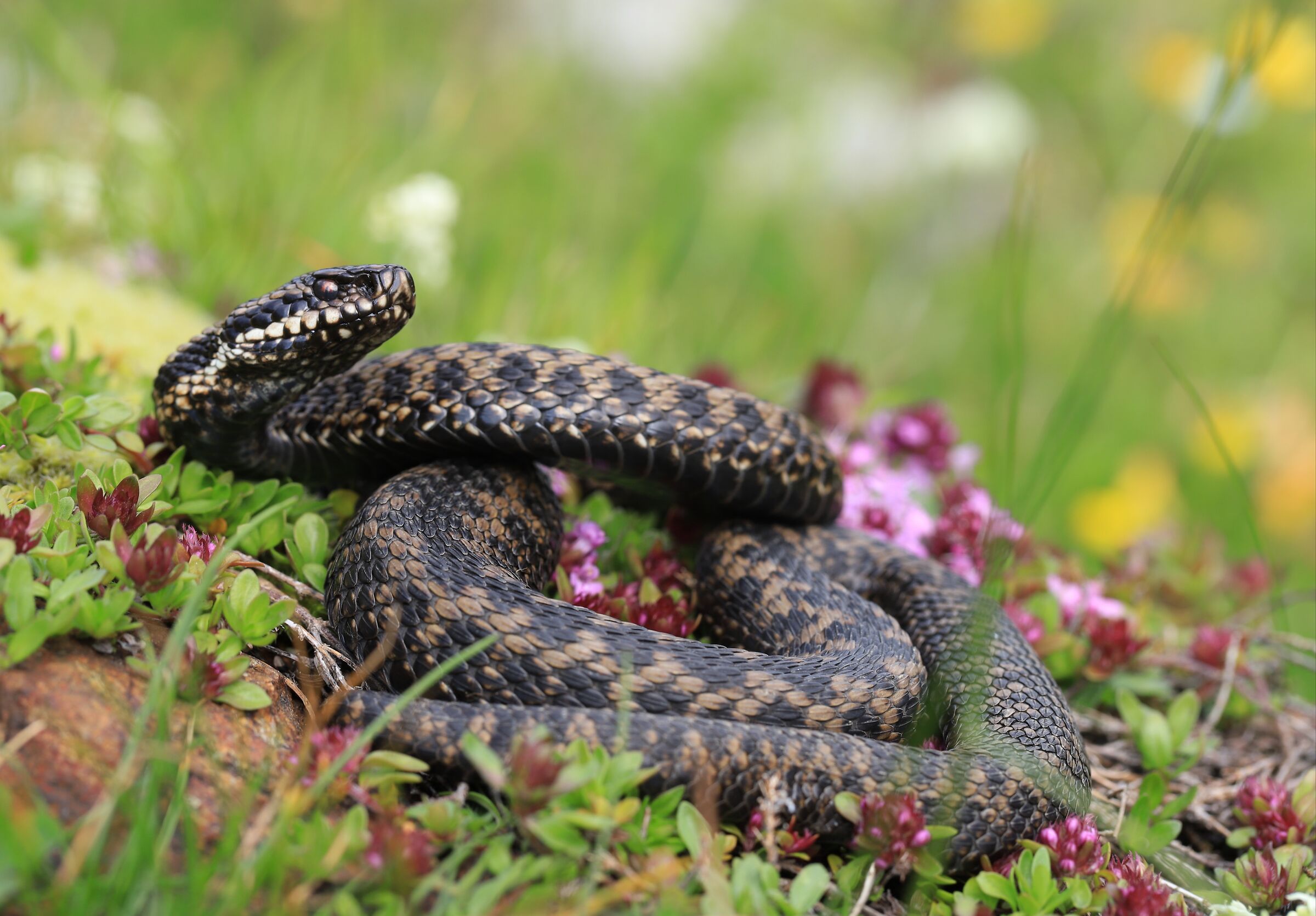 Viper berus ssp. berus, male