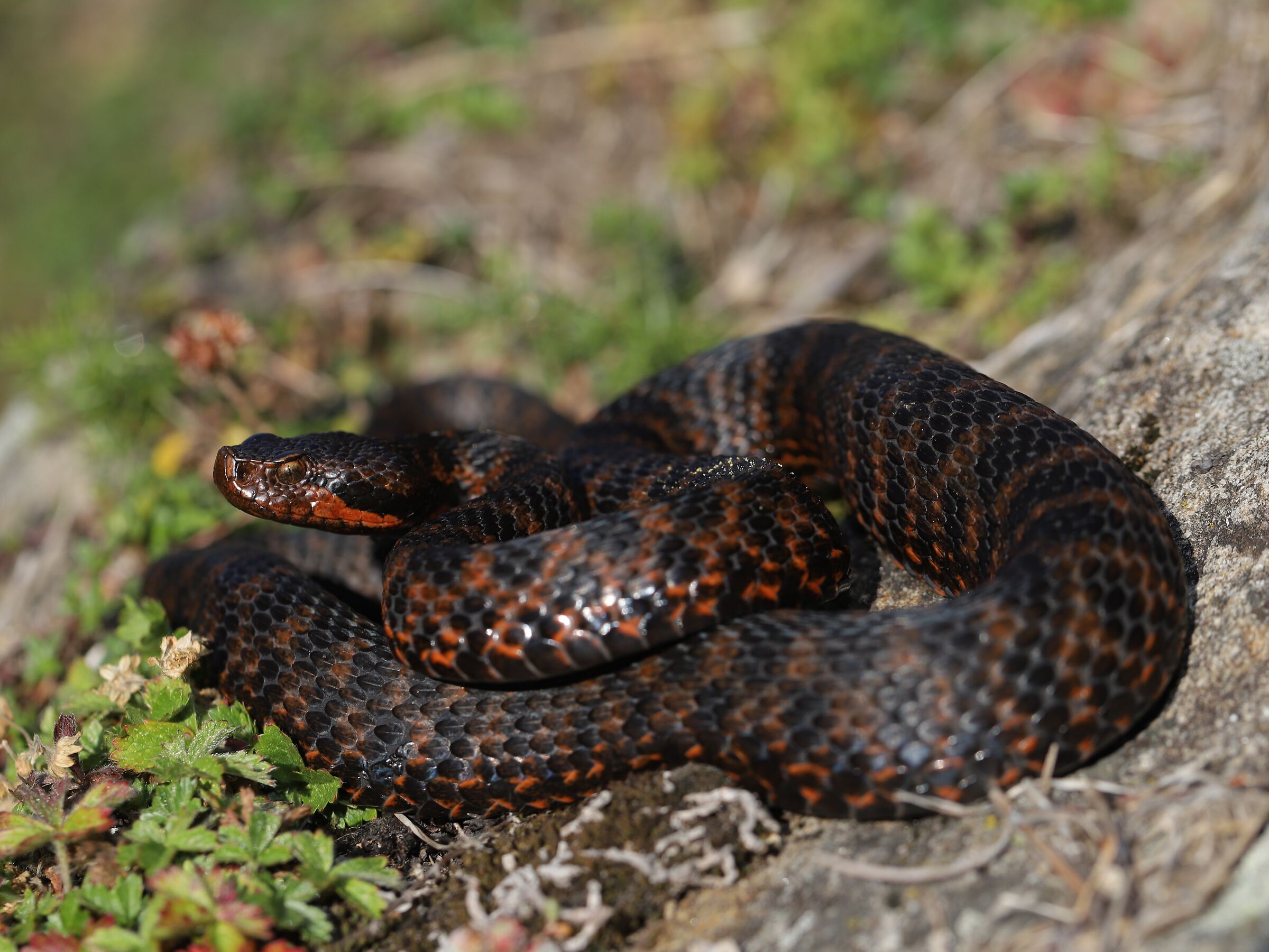 Vipera aspis aspis ex atra, maschio