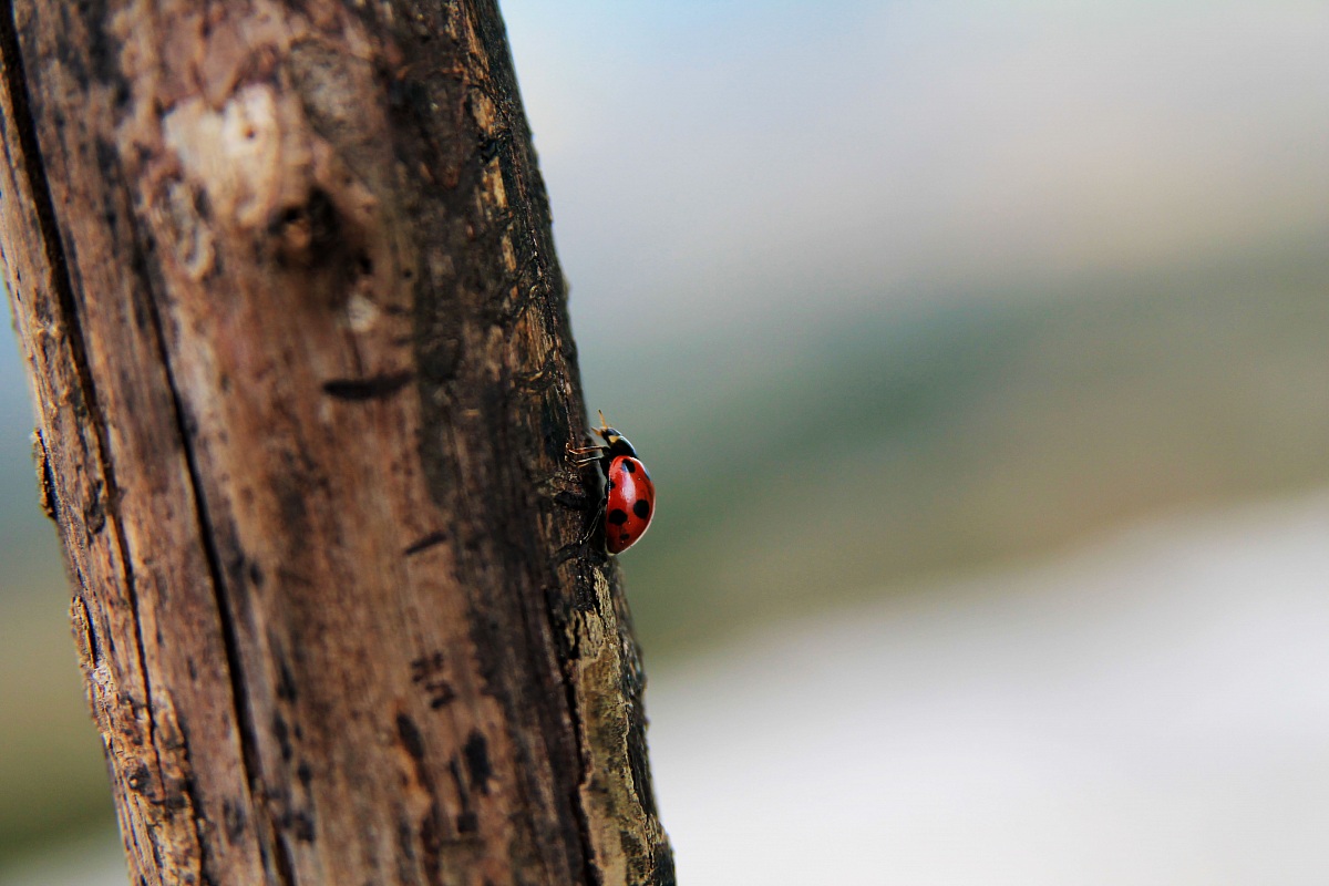 Little one on my Stick!