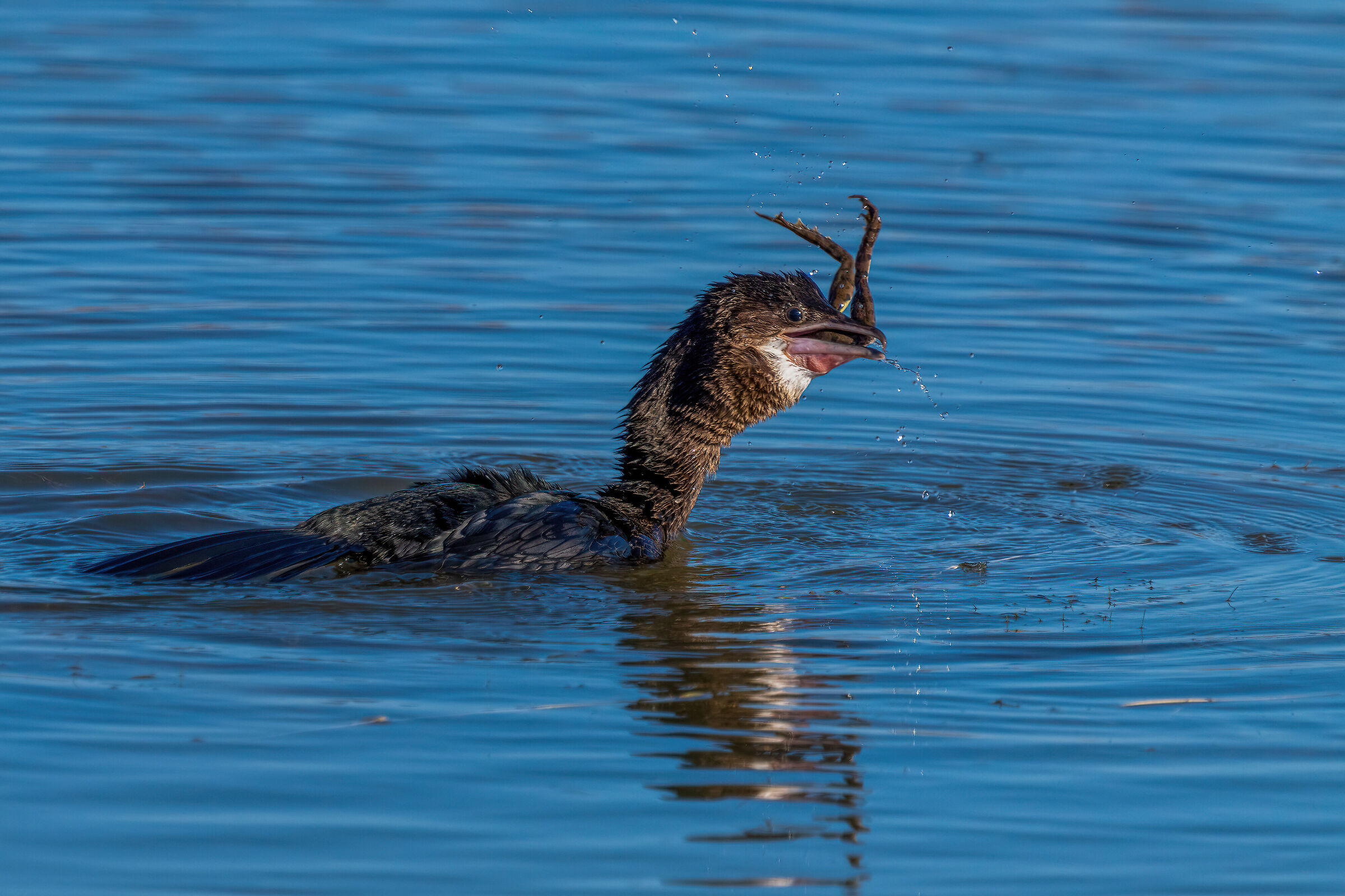 Marangone minore & rana 3