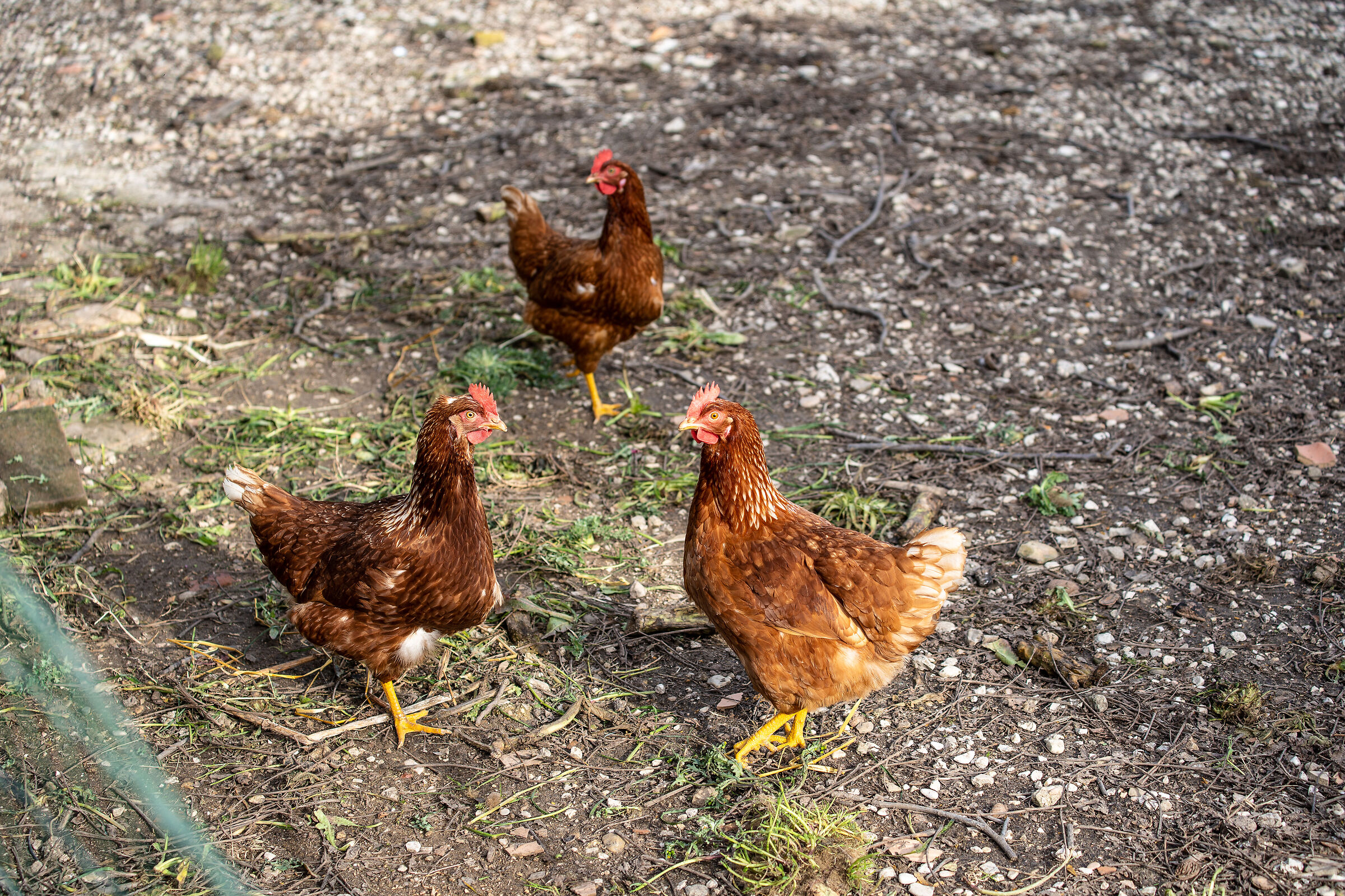 Mettiti in posa stà fotografando noi