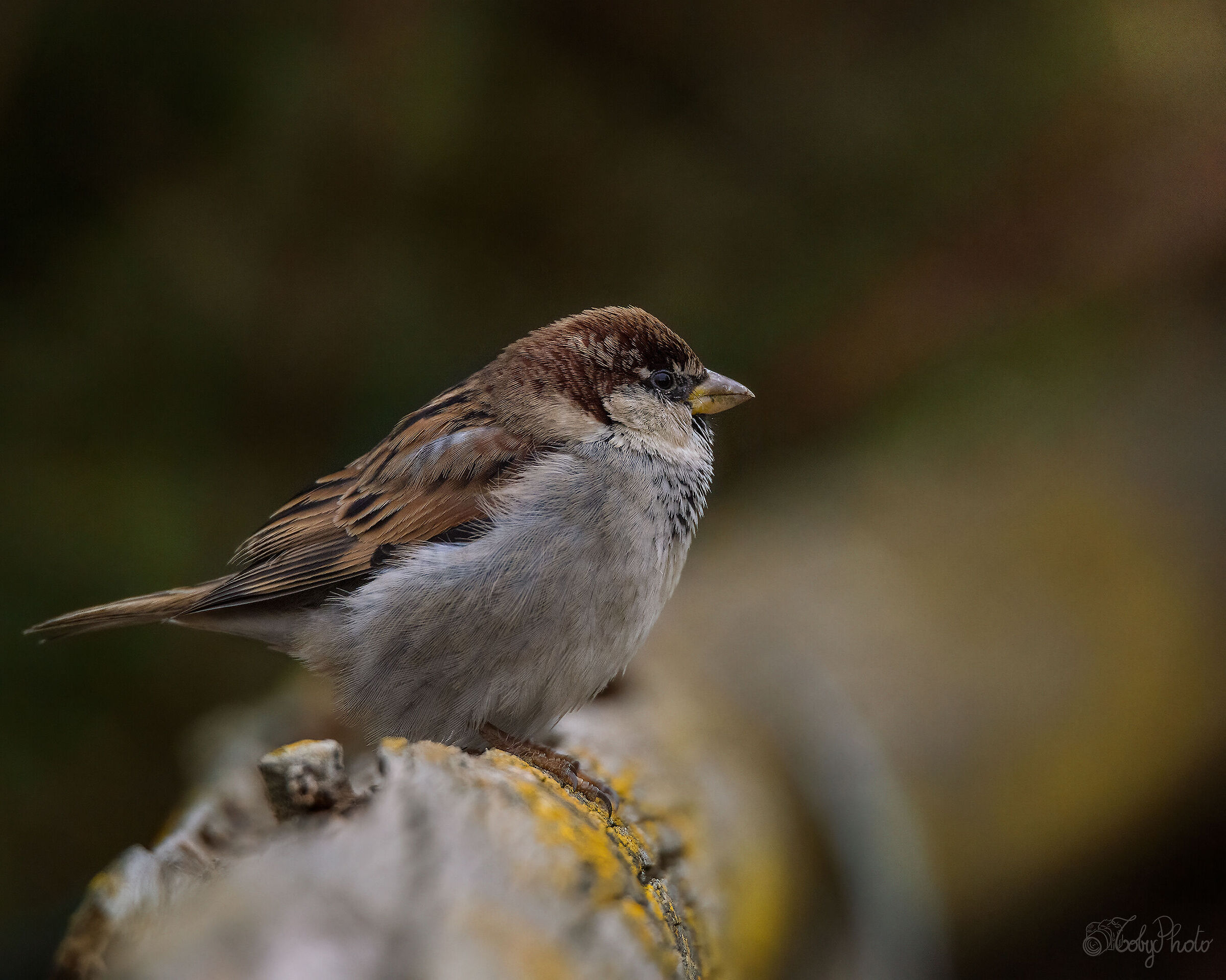 Passero