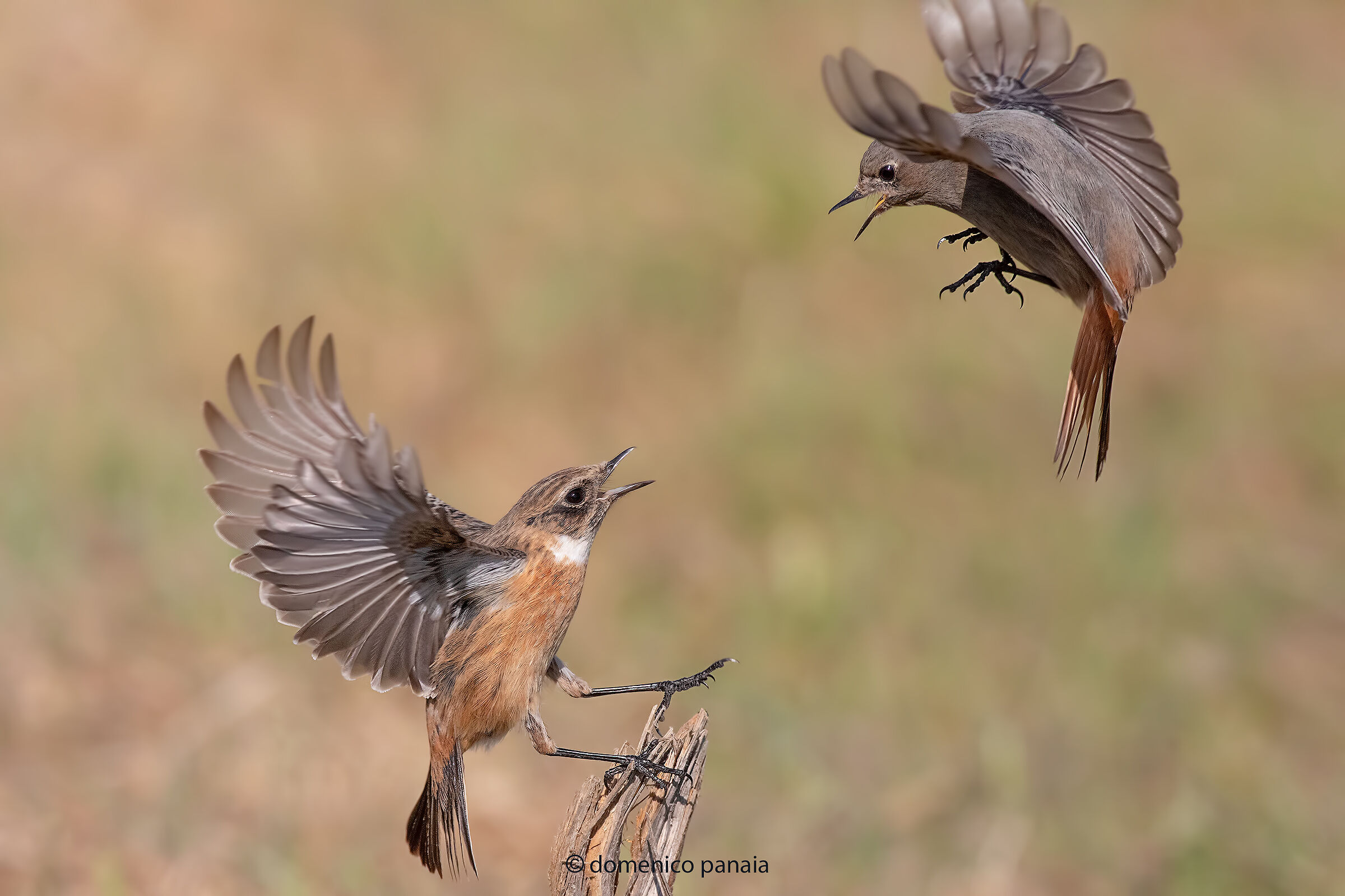 saltimpalo vs codirosso