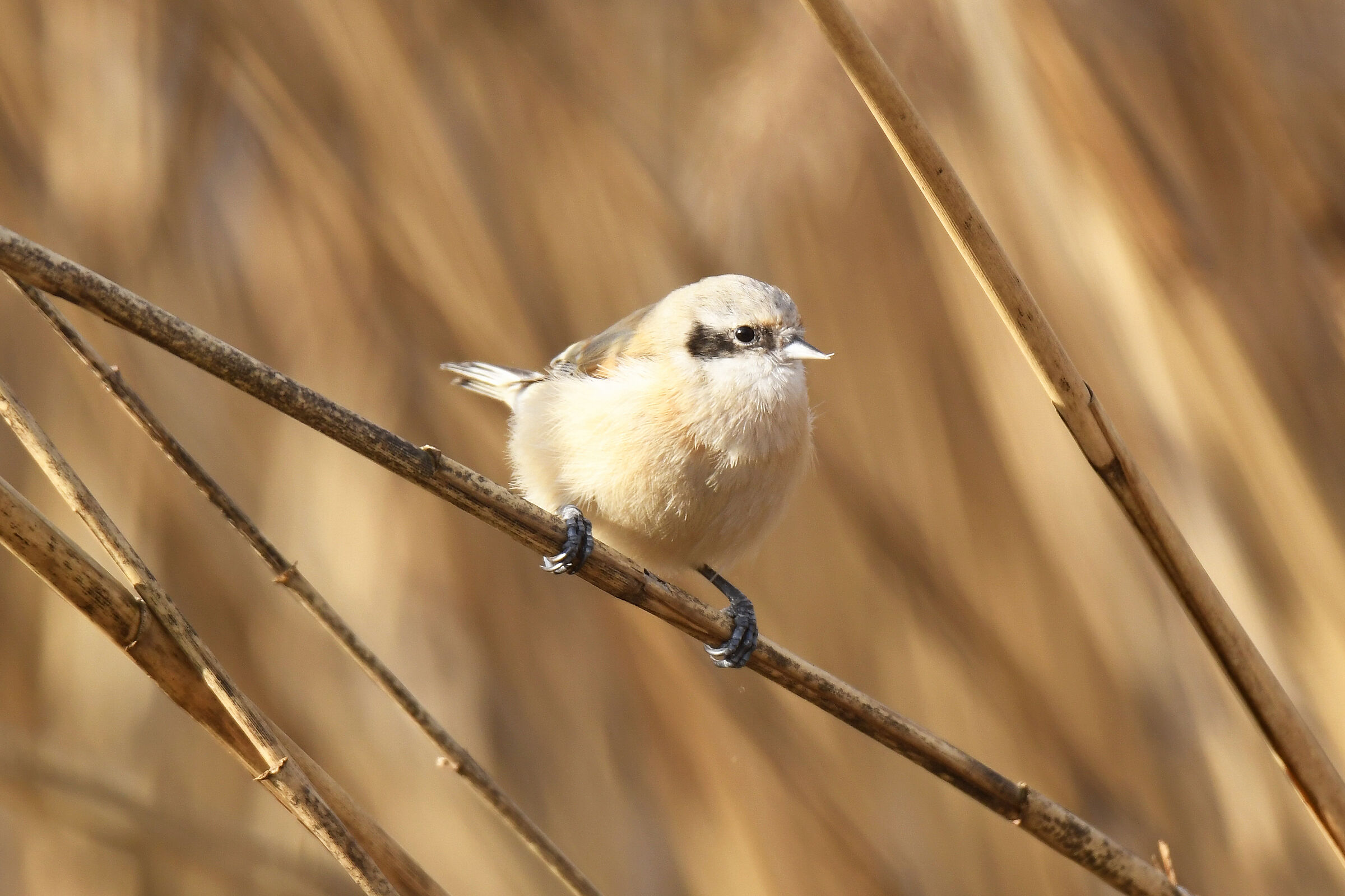 Pendulum (Penduline tit)
