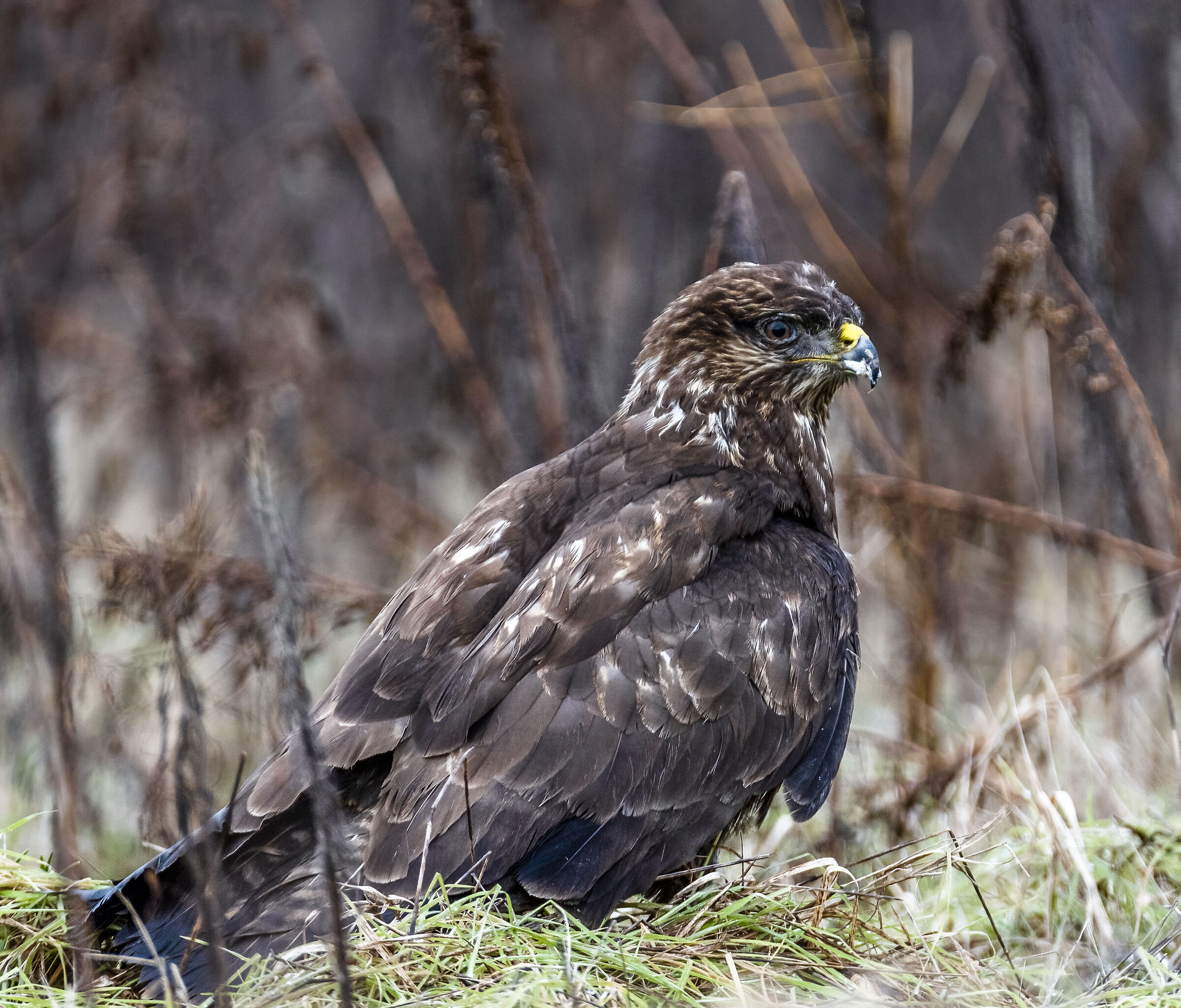 poiana-buzzard
