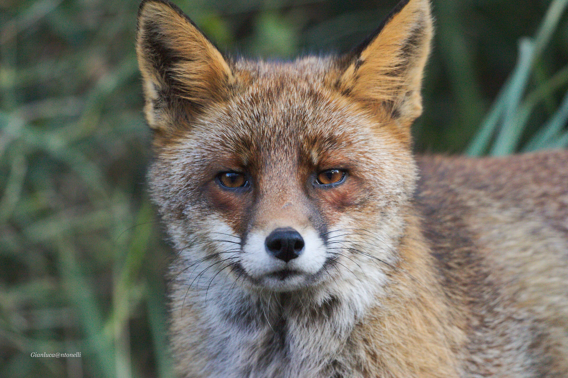 Fox