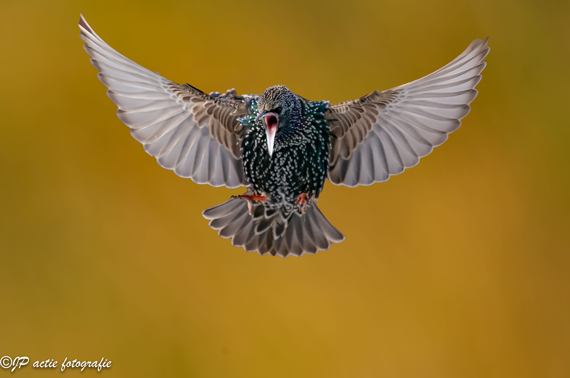 mad starling