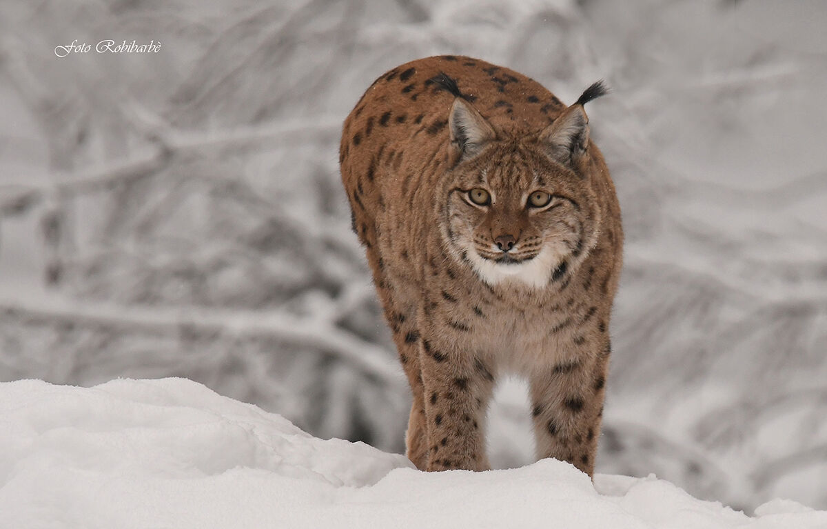 Lince...