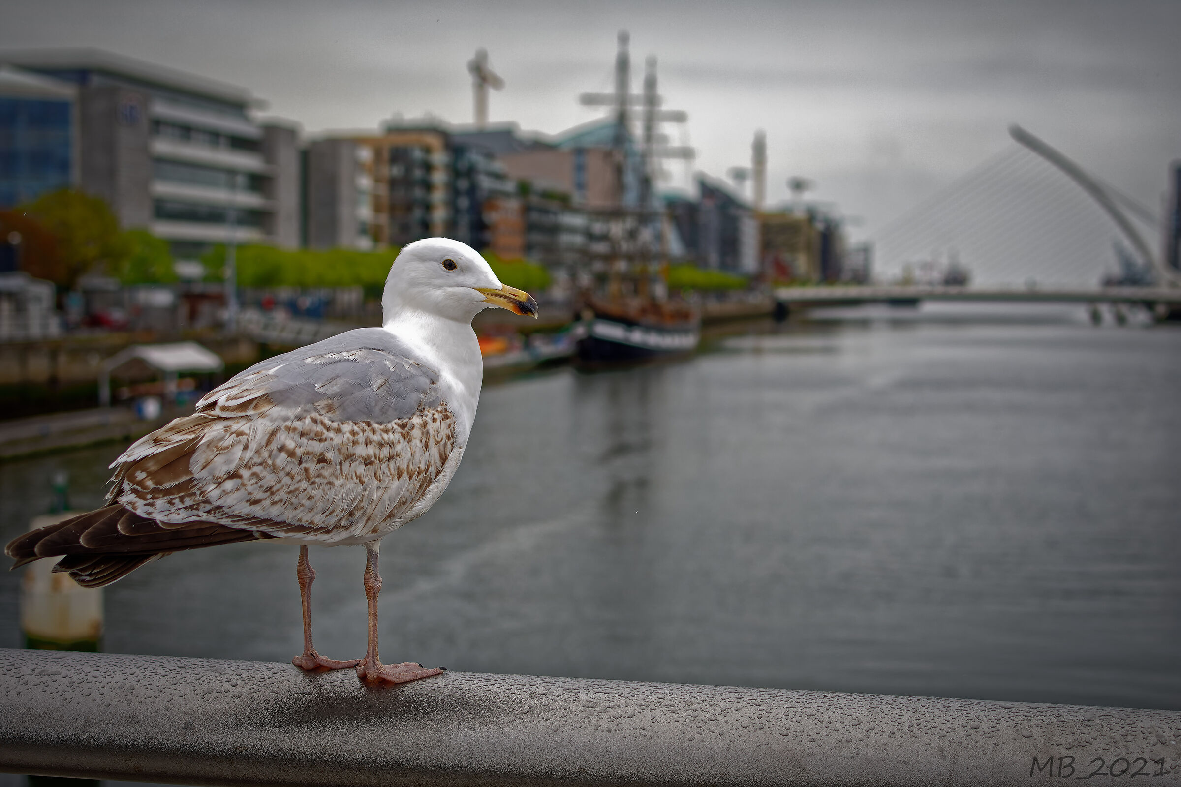 The Guardian of Dublin