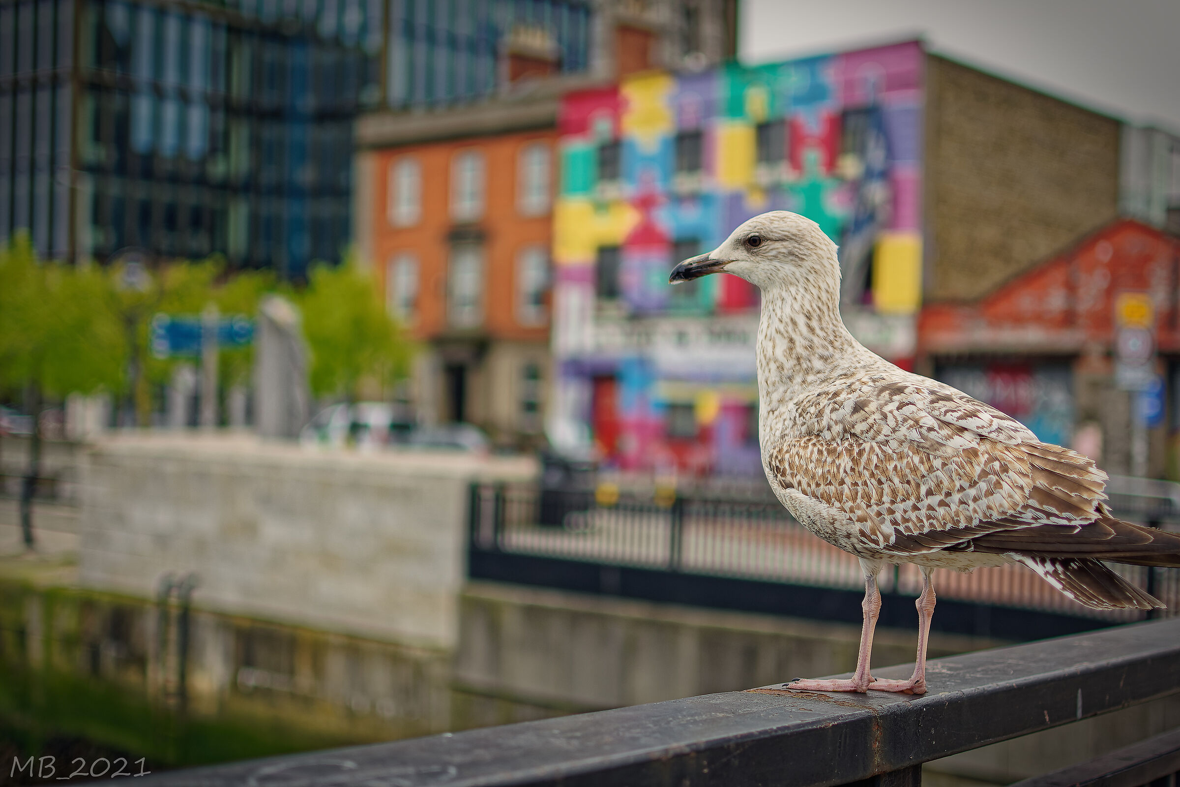 The Guardian of Dublin 2 - The Return