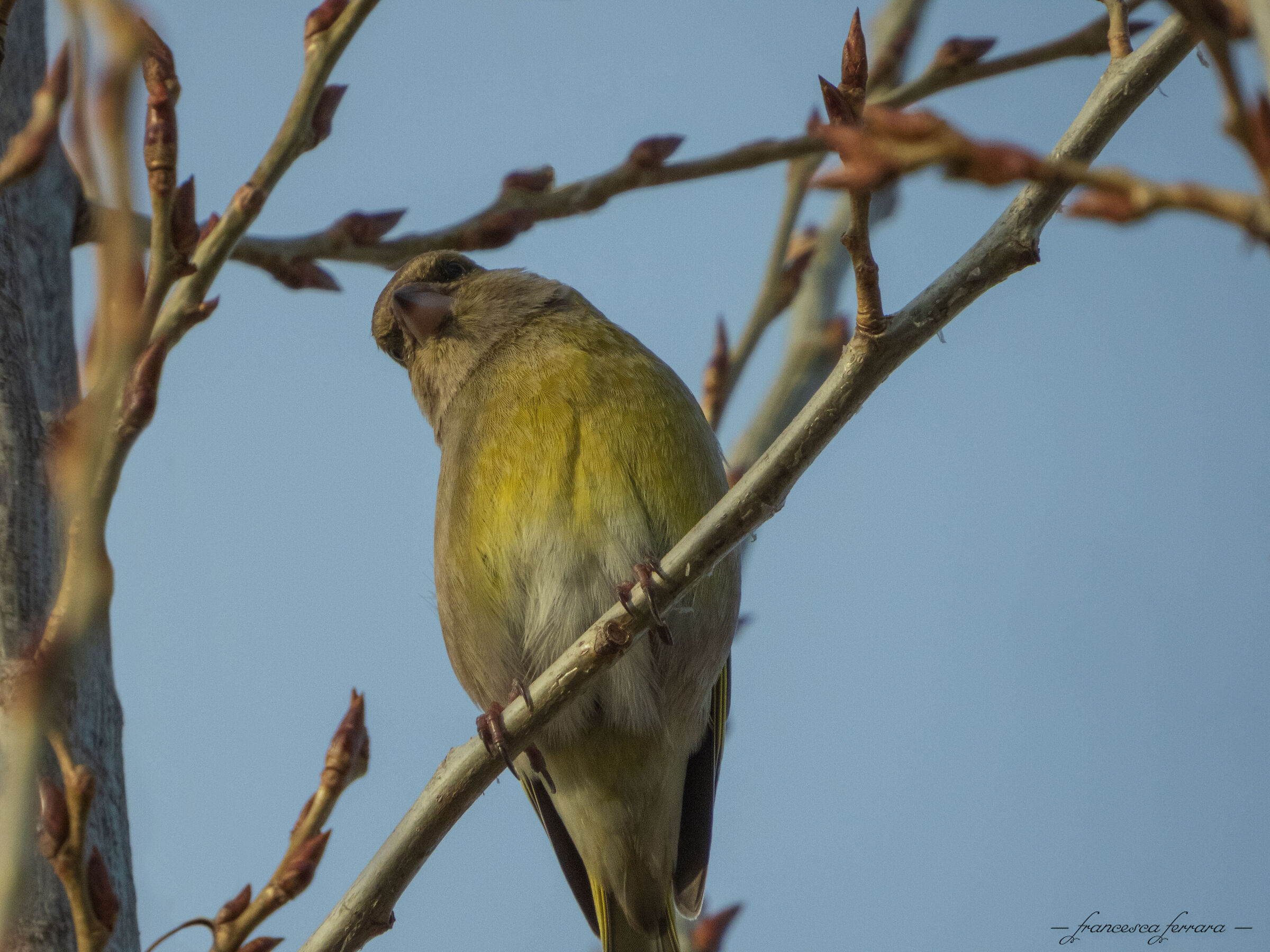 Verdone (Chloris Chloris)