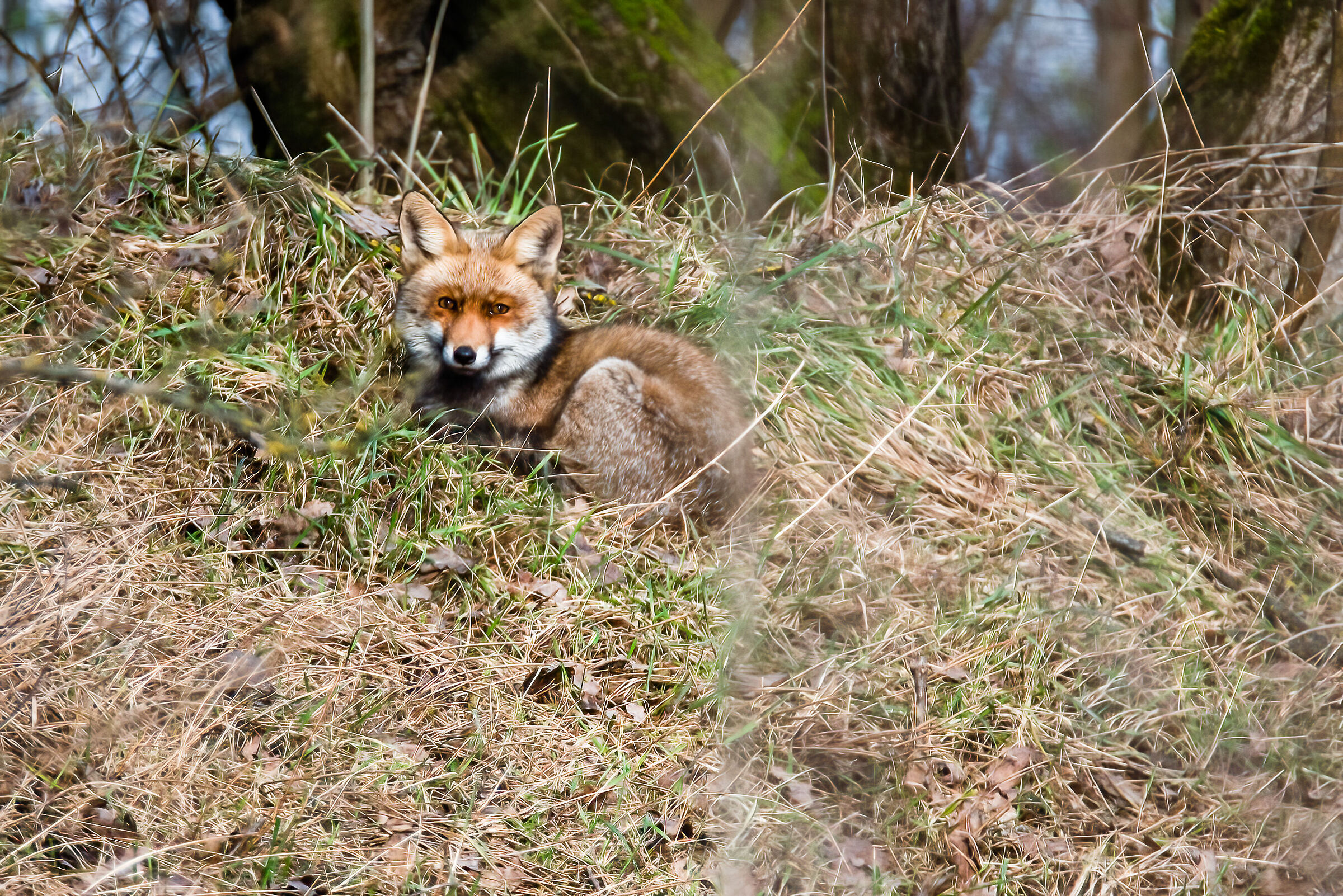 fox