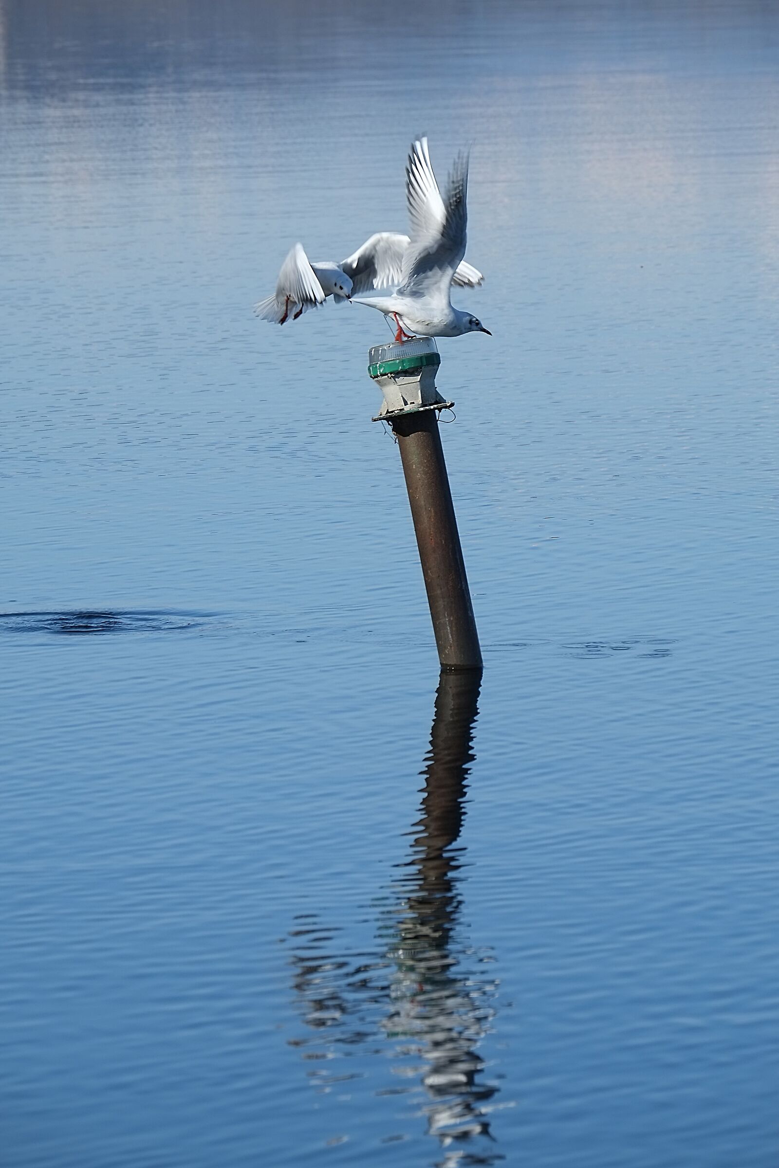 Seagulls
