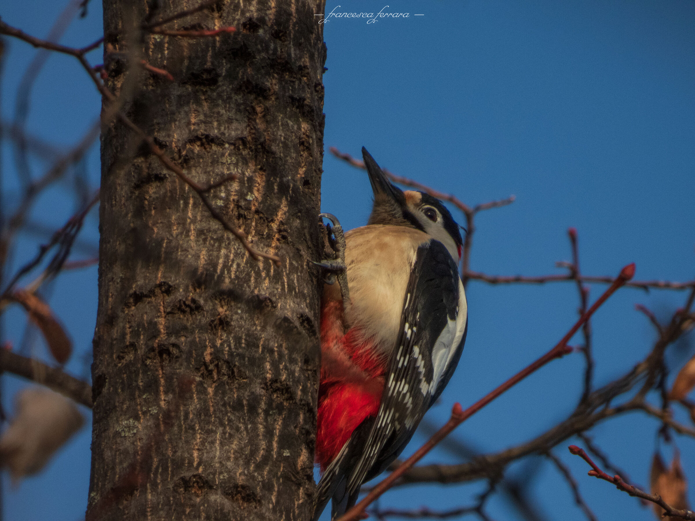 Picchio rosso maggiore maschio (Dendrocopos Major)