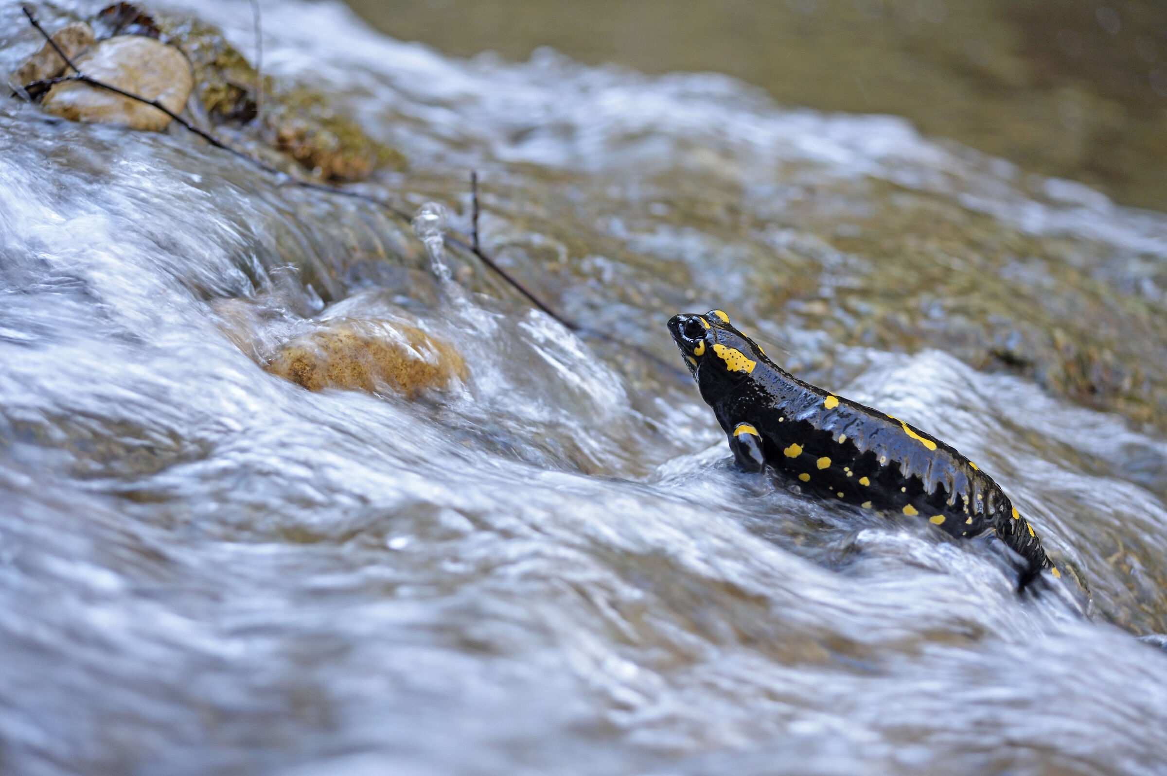 Risalendo la cascata