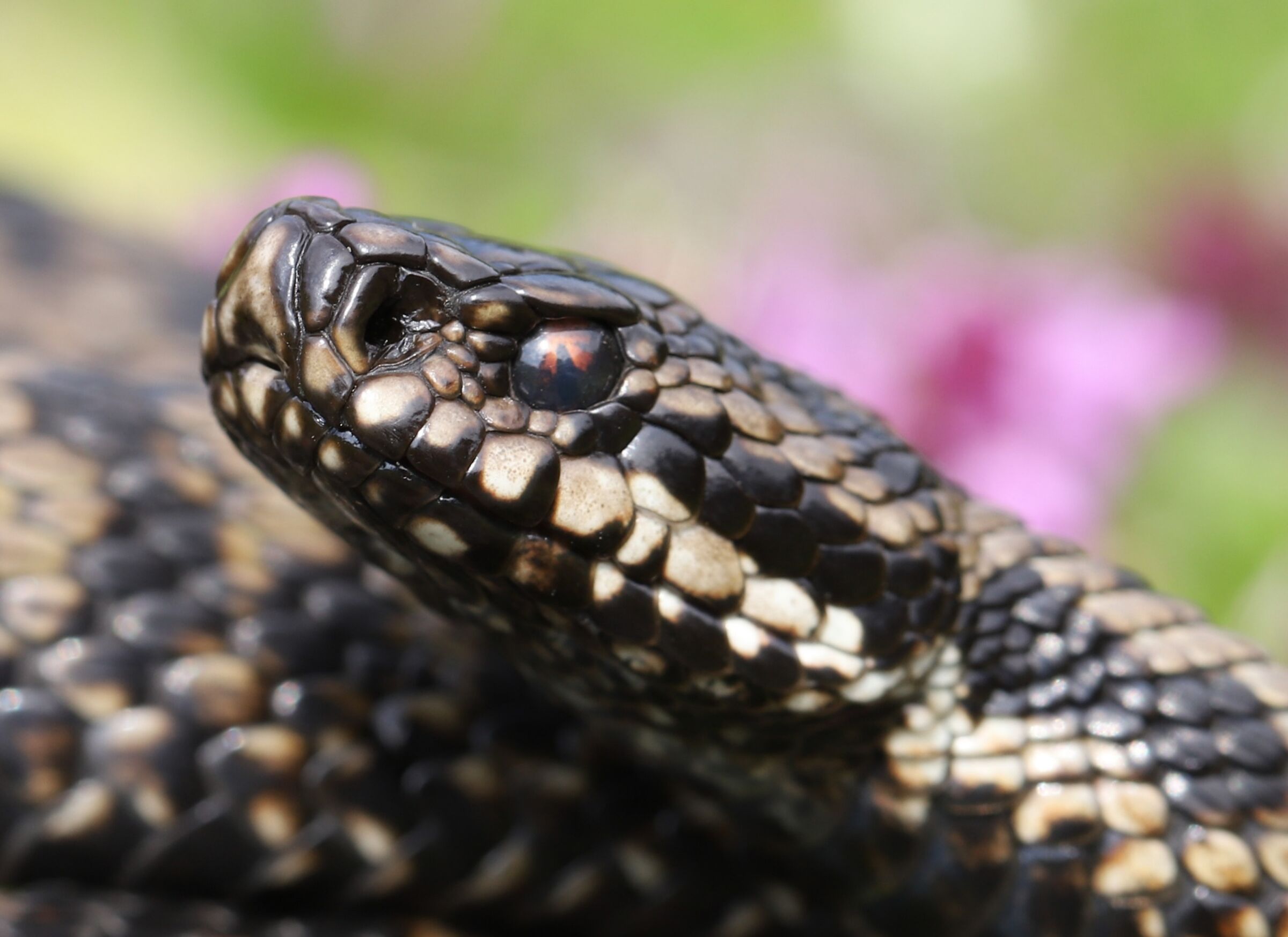 Vipera berus ssp. berus, maschio