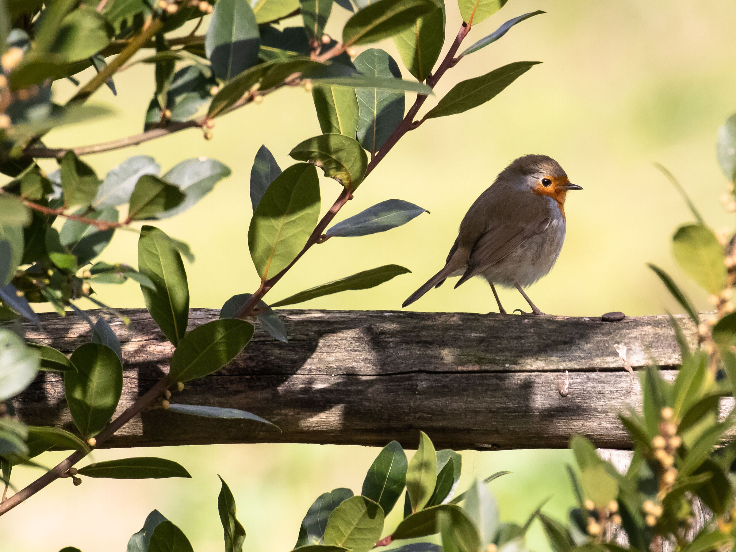 Pettirosso sospettoso