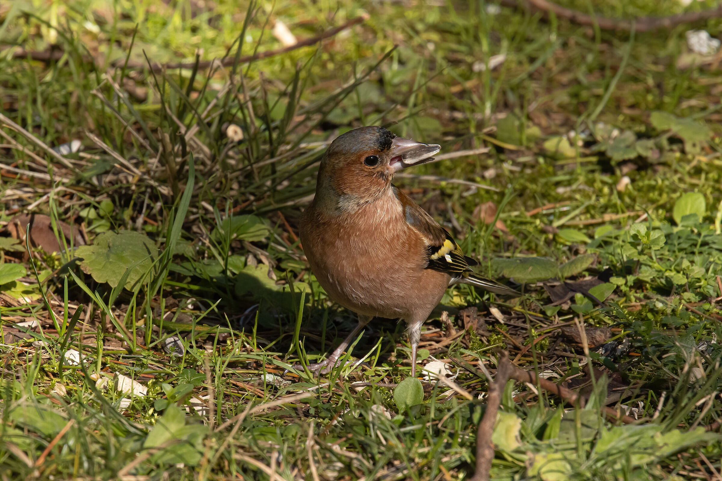 Chaffinch