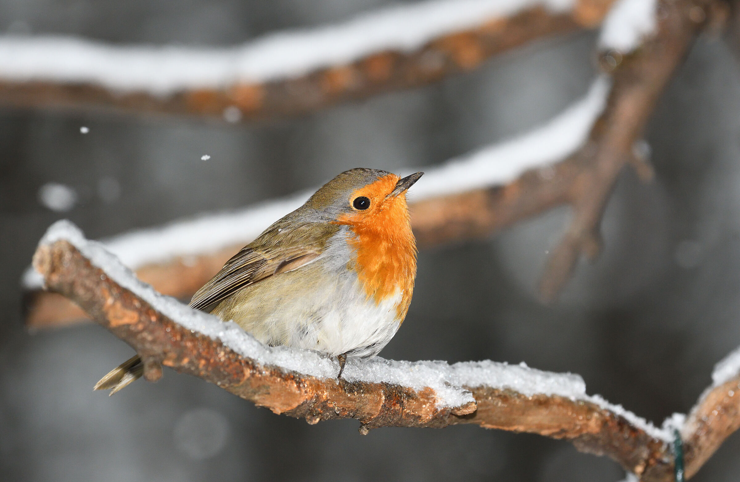 Robin