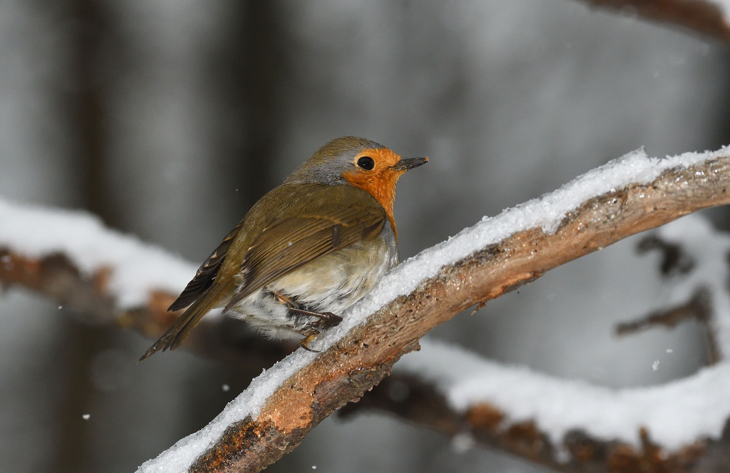 Wounded robin