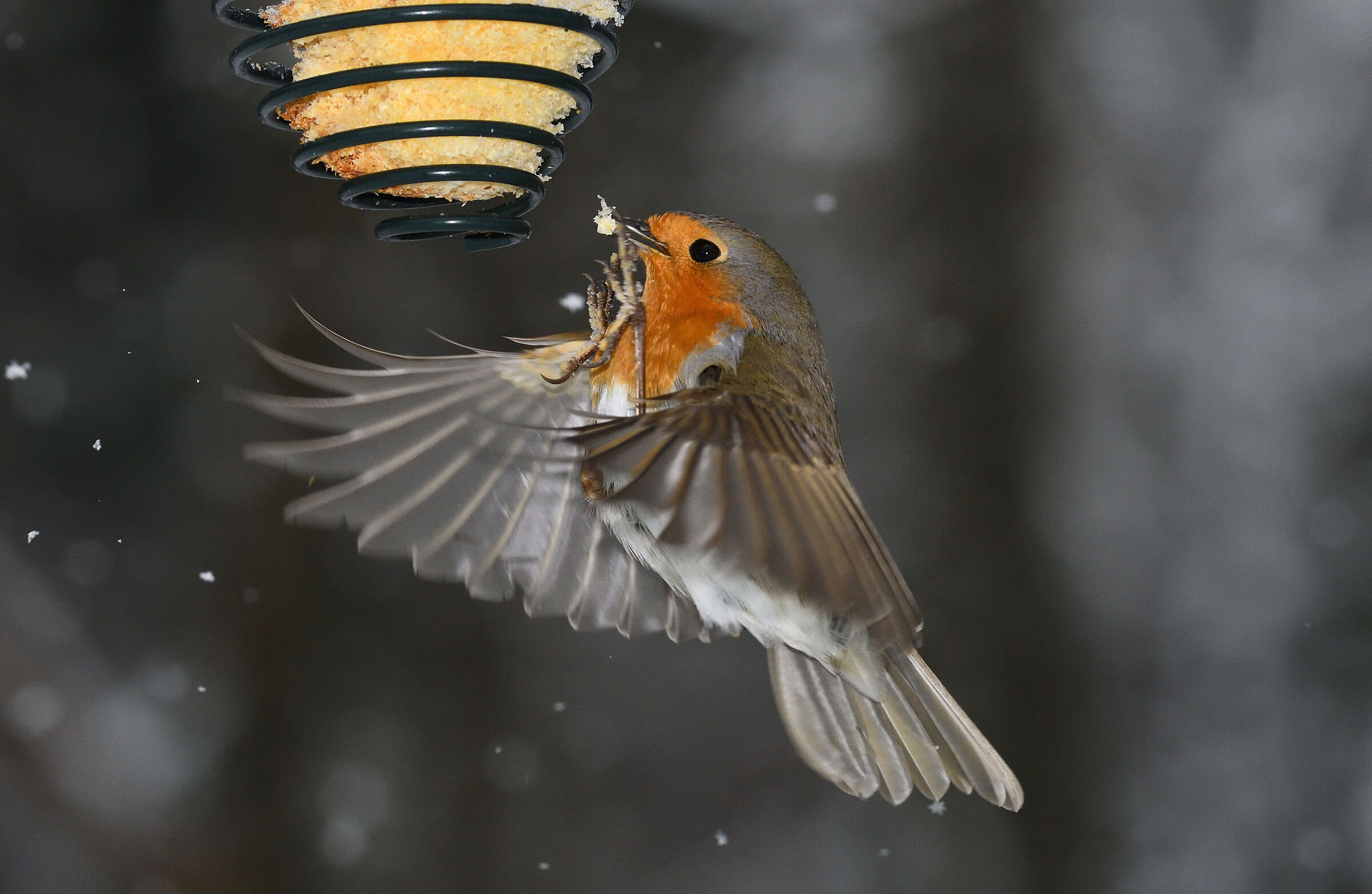 Small bird of prey