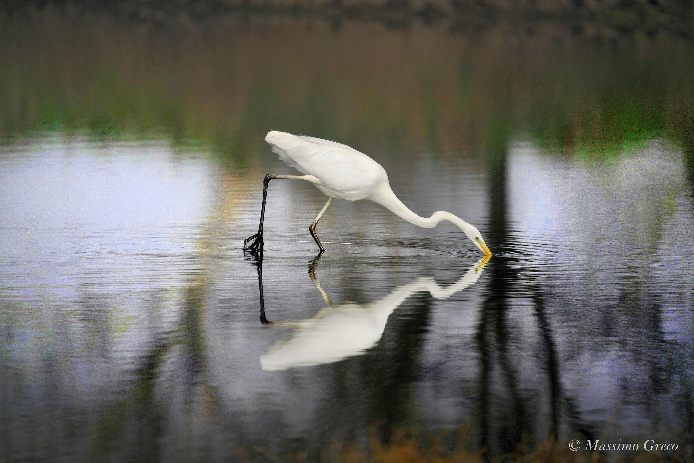 Airone bianco maggiore