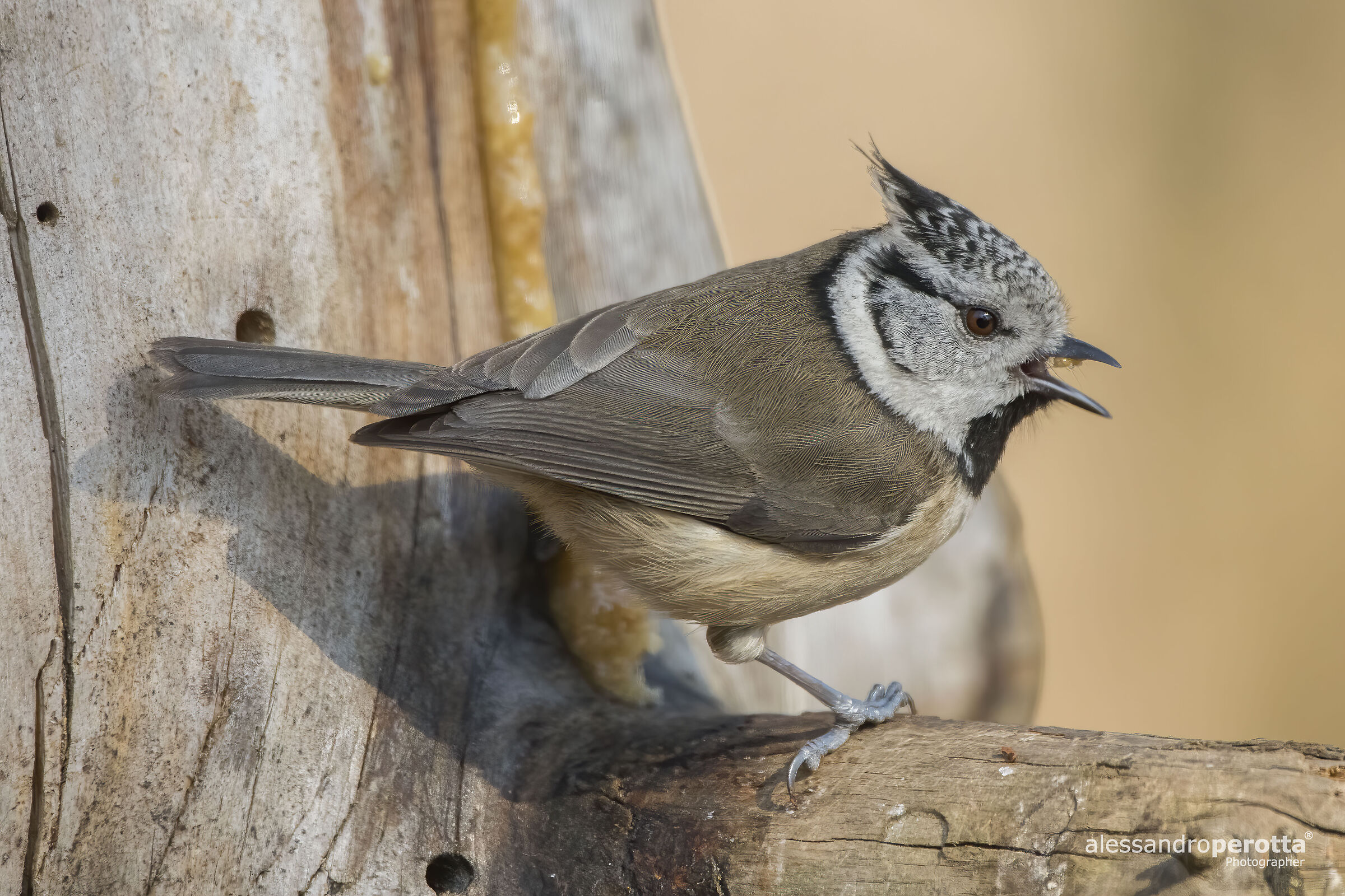 Lophophanes cristatus