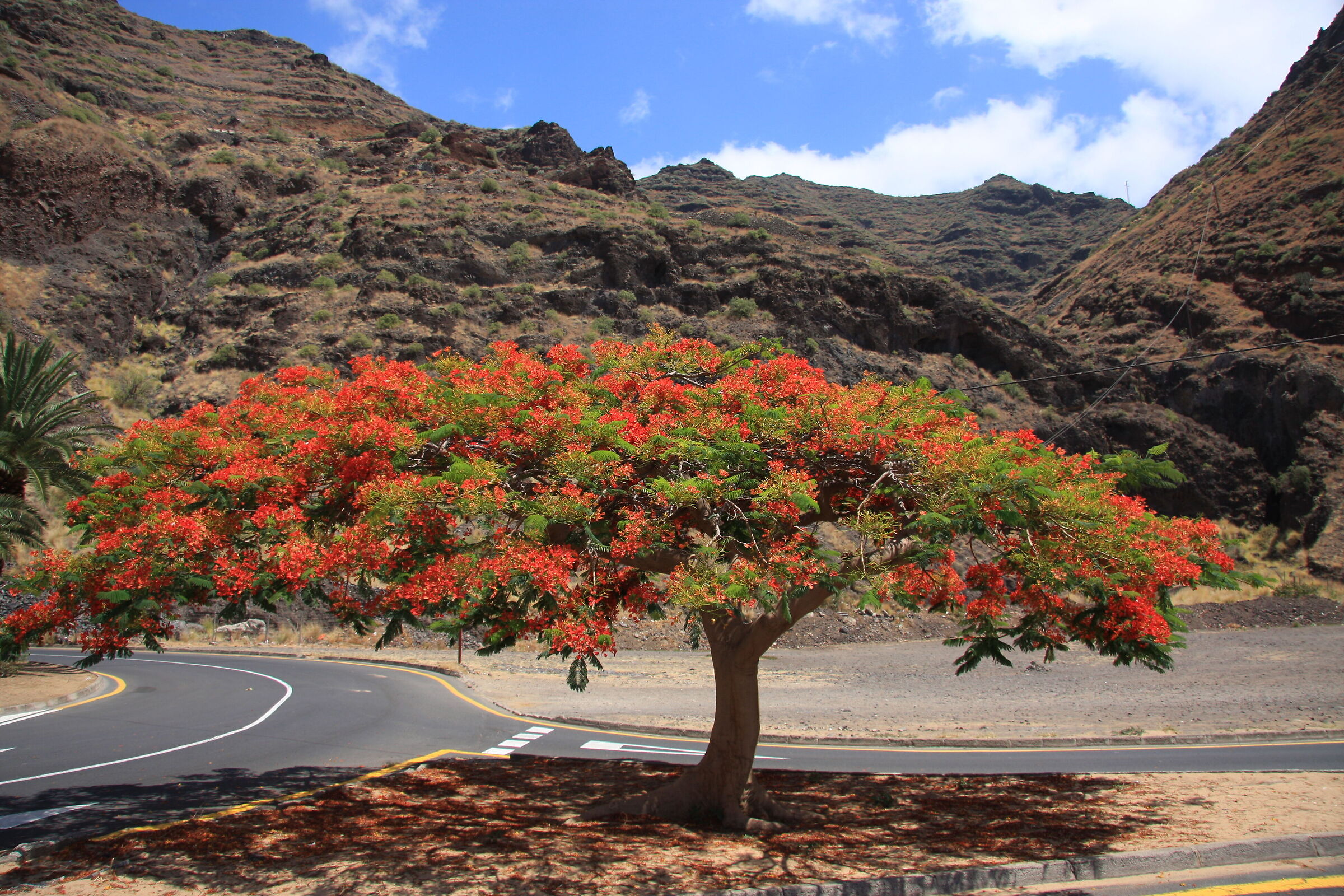 Delonix regia (pianta di fuoco ) Tenerife
