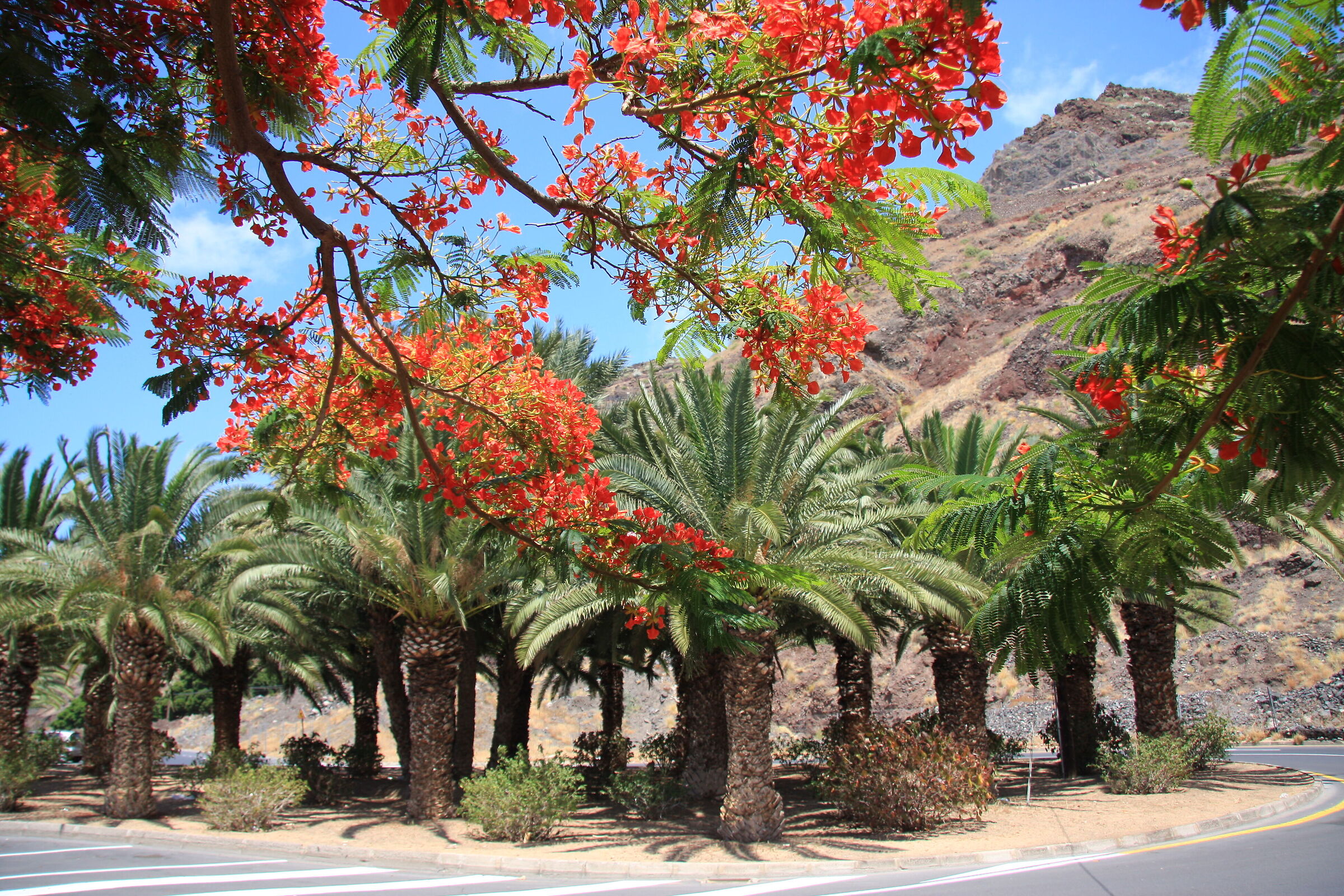 Delonixregia (pianta di fuoco)