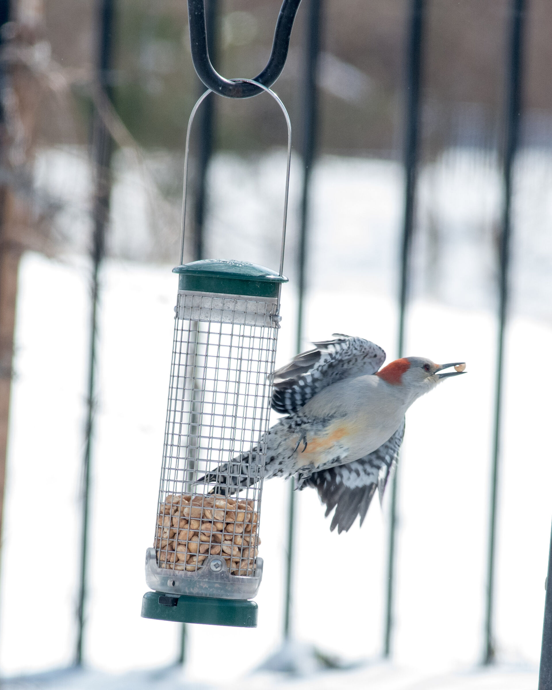 Red-Bellied Woodpecker