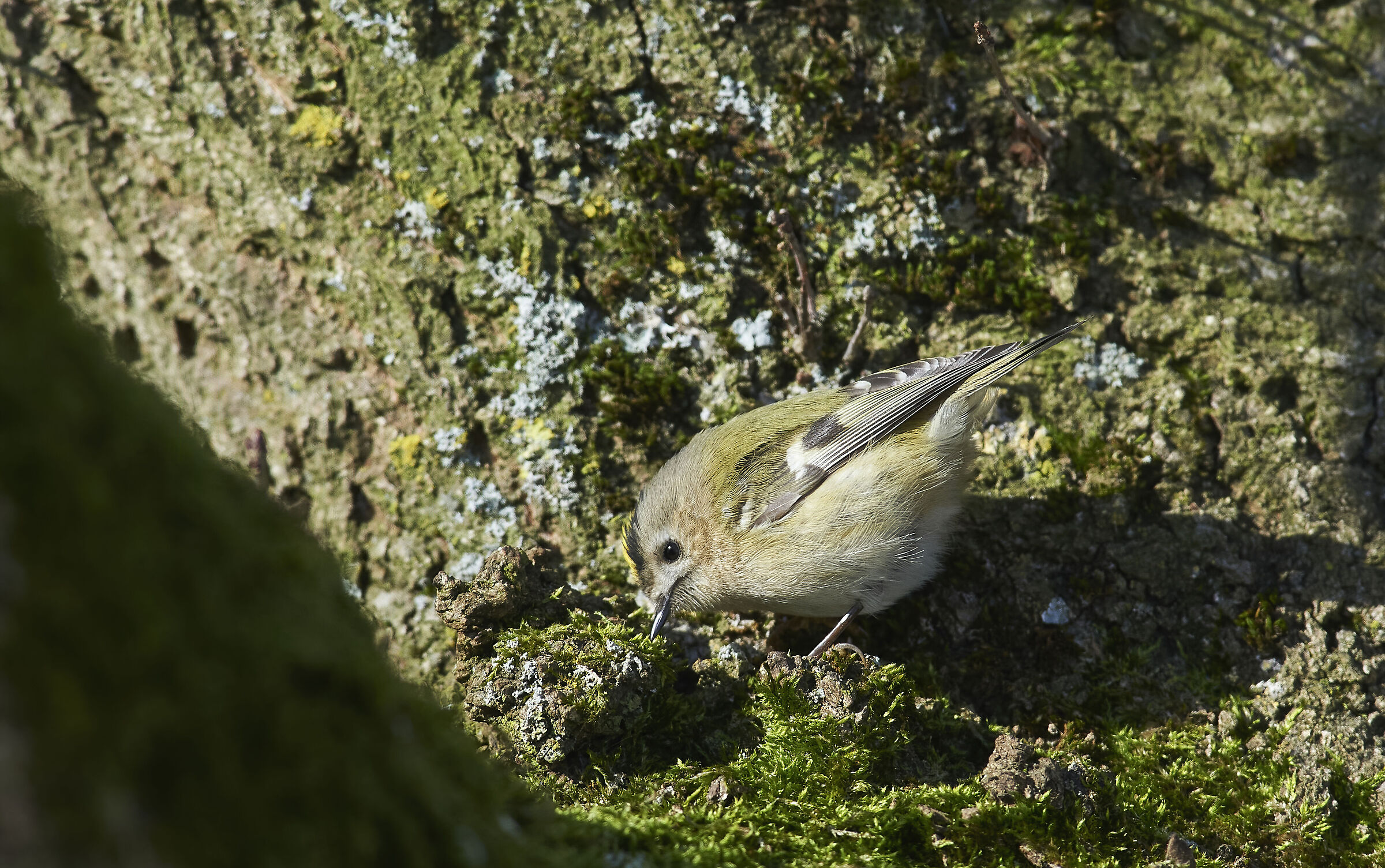 Goldcrest camouflage