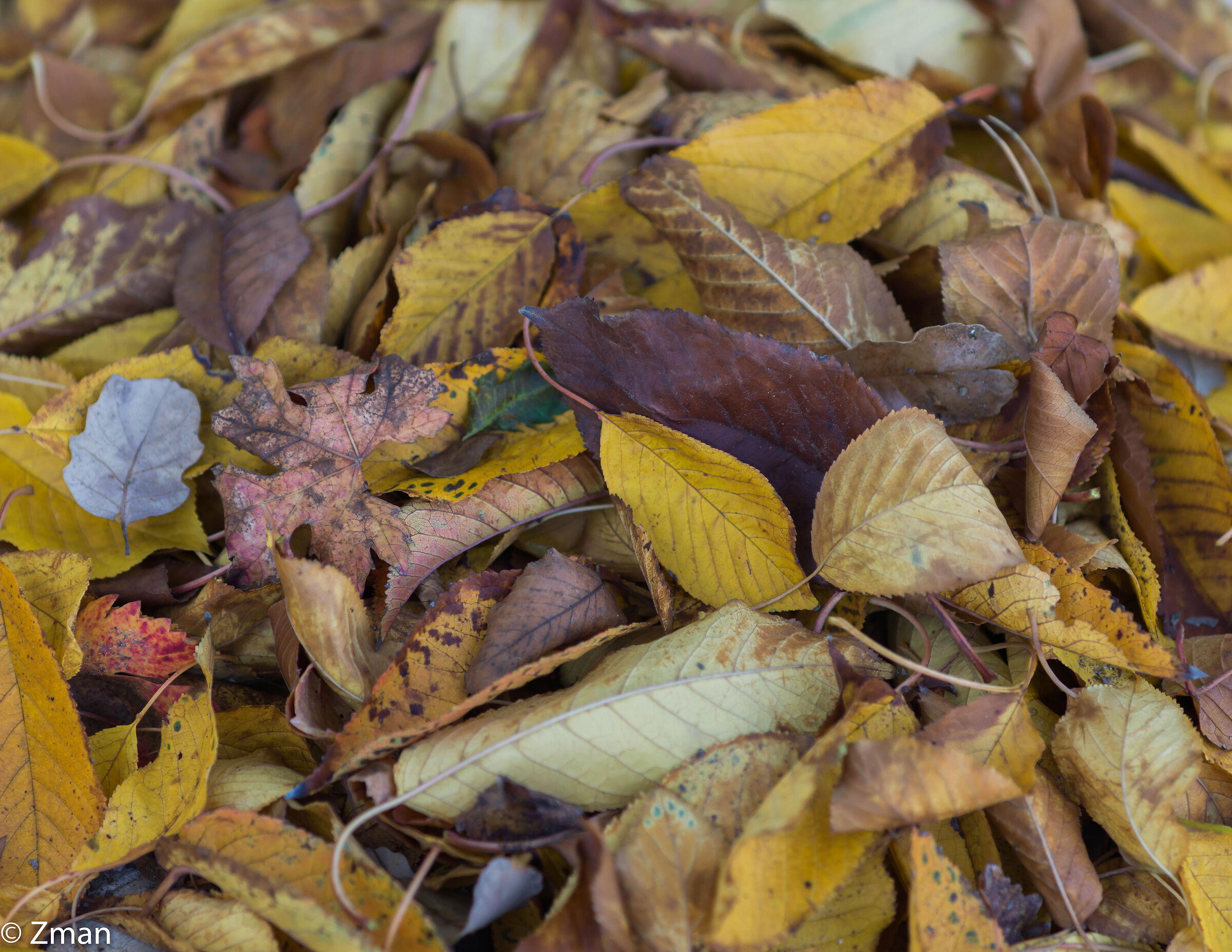 This Winter Dead Leaves