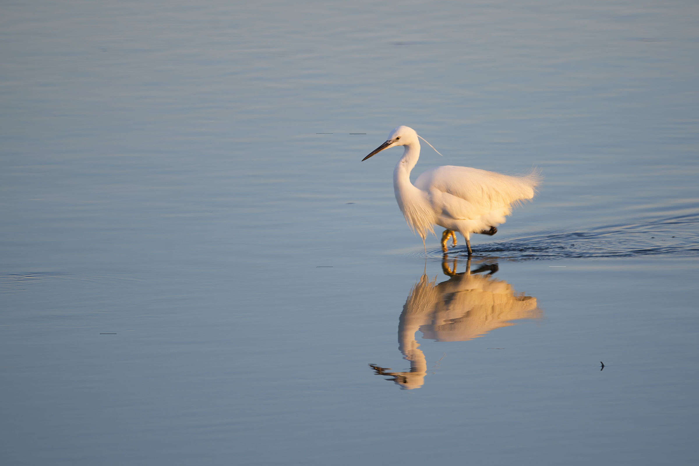 Egret at sunset