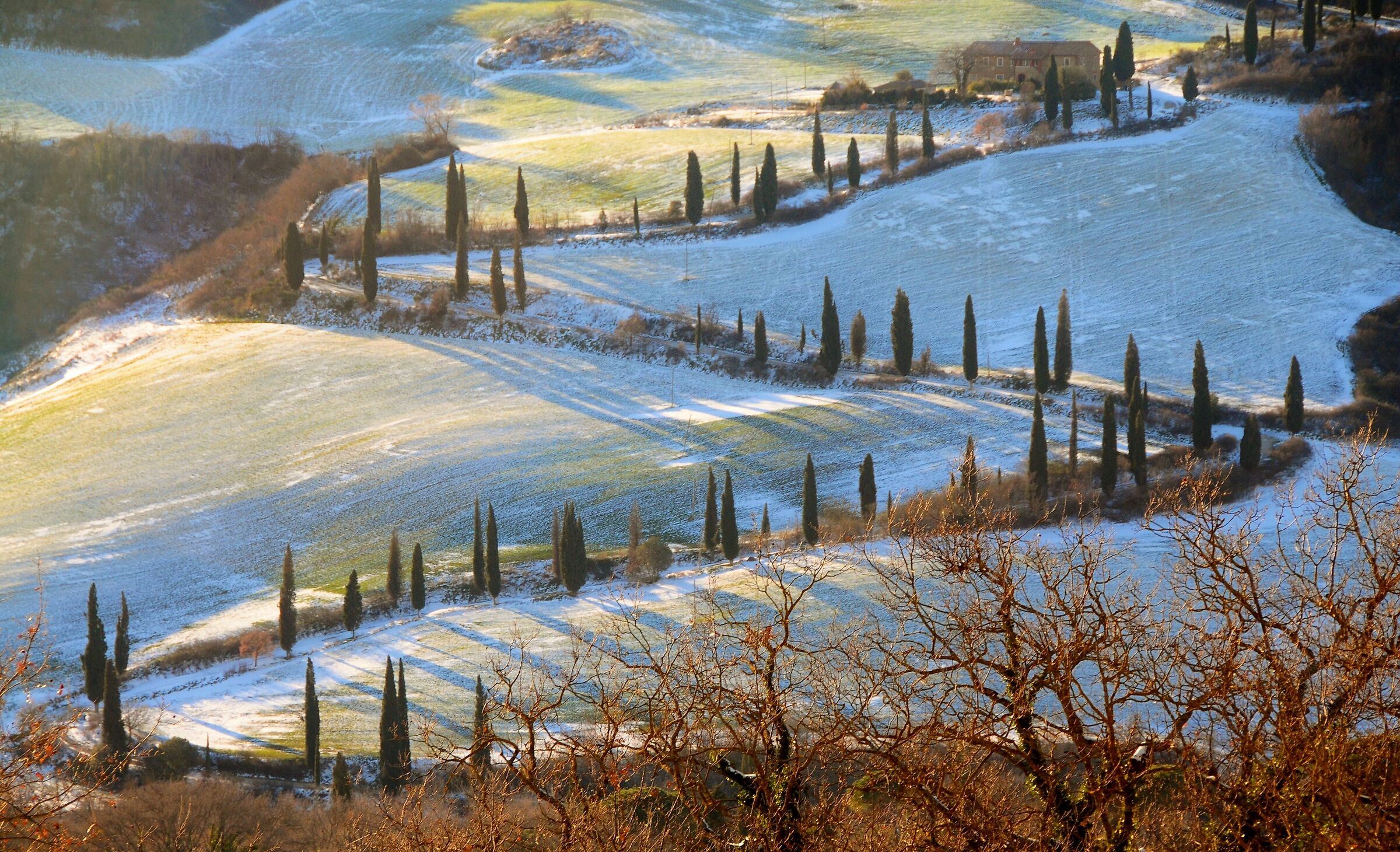 cypress trees in Val d'Orcia