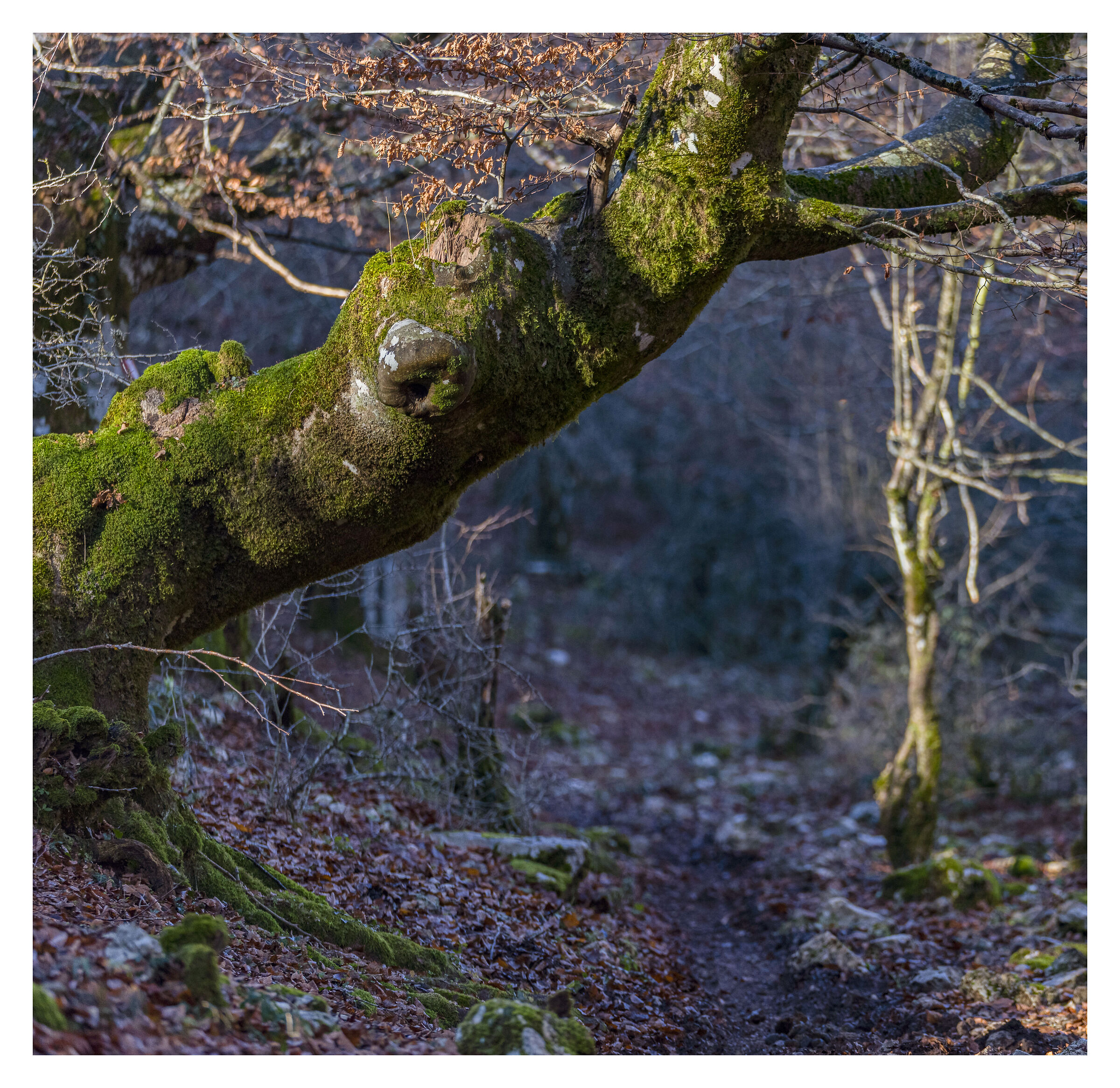 The Forest of the Ents