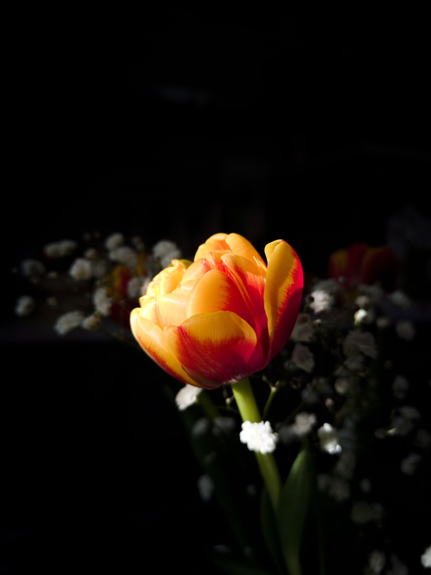 Tulipano
