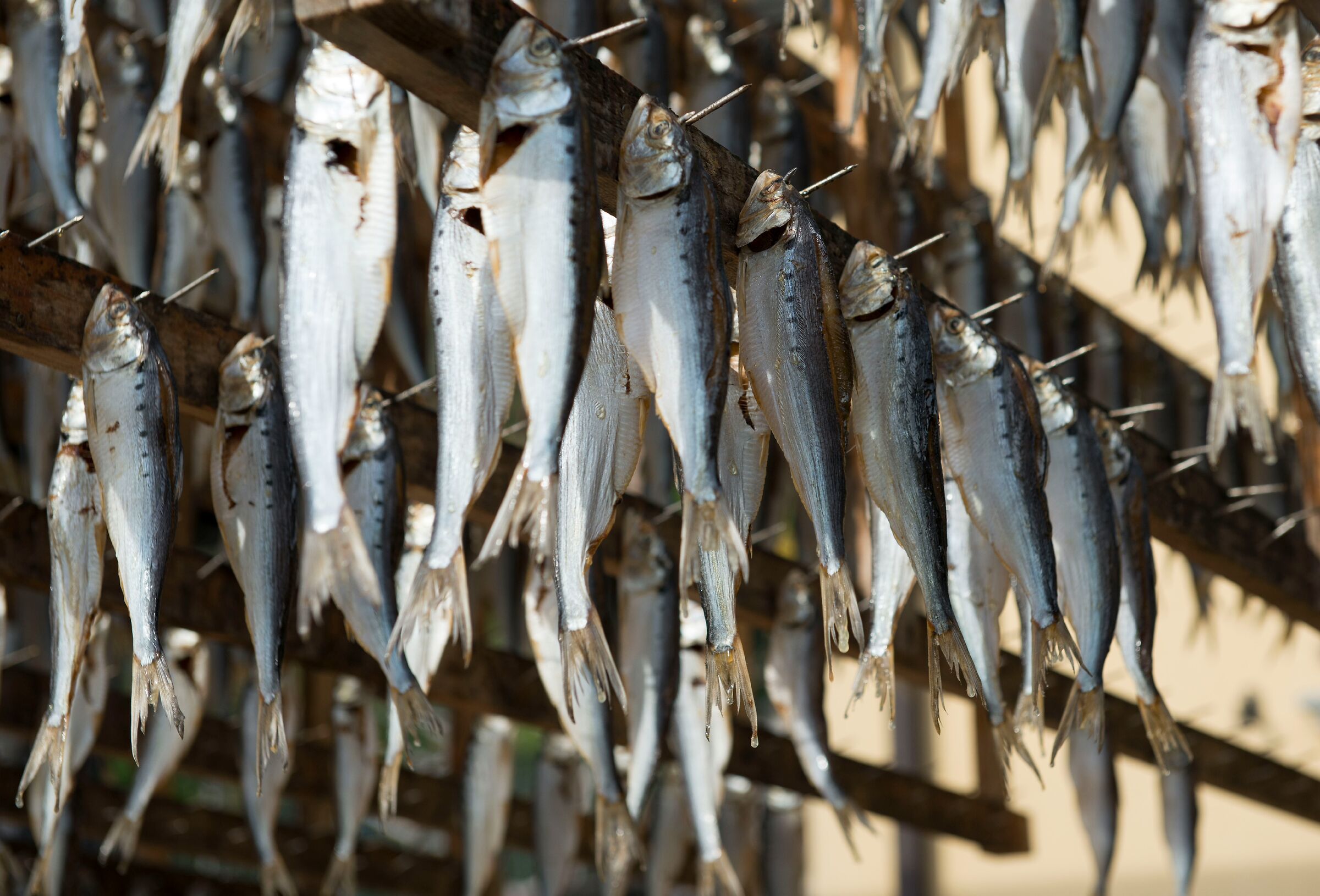 Sardines Montisola - Wikipedia