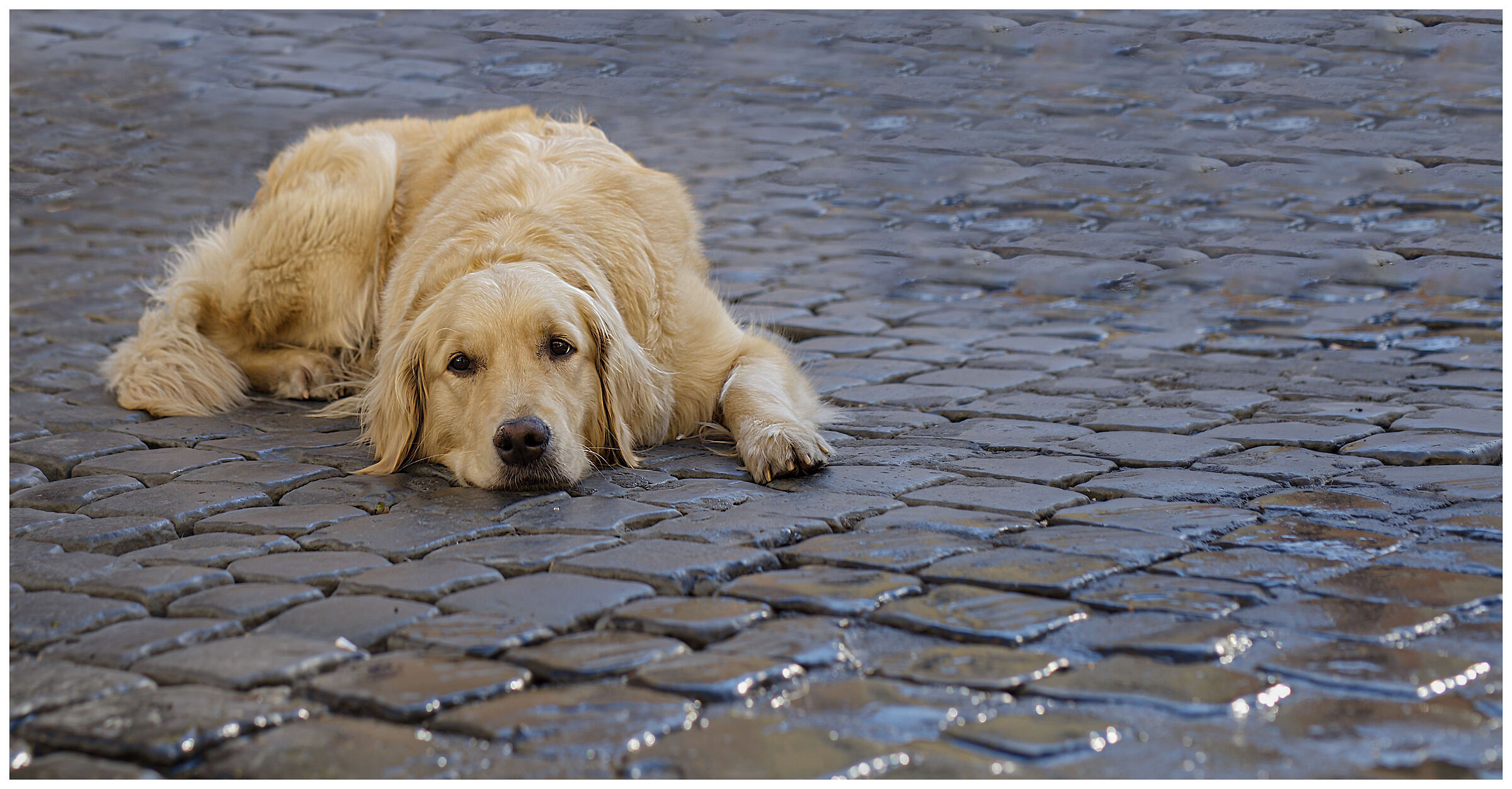 Dolcissimo Golden Retriever