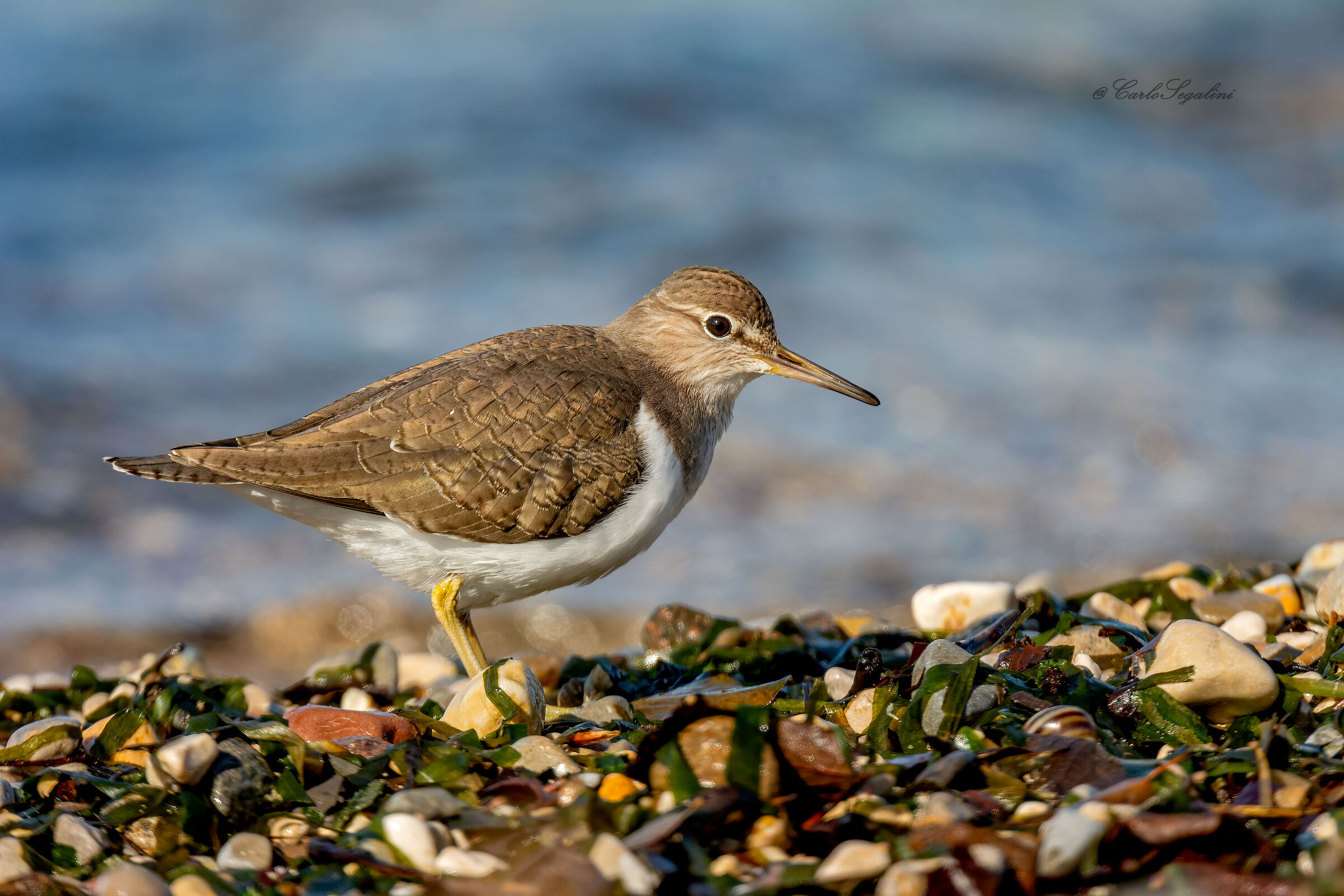 Incontro inaspettato