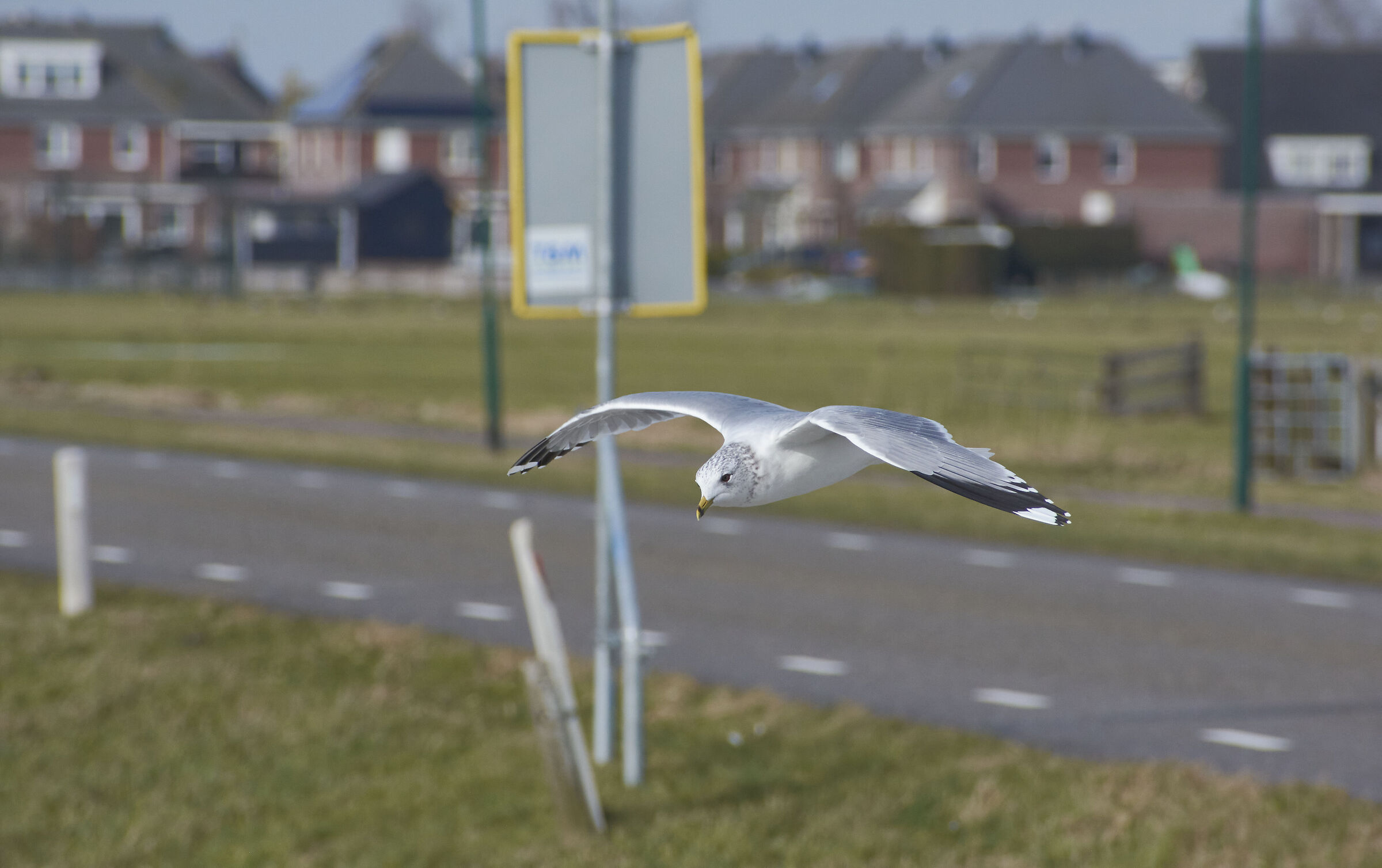 Common Gull