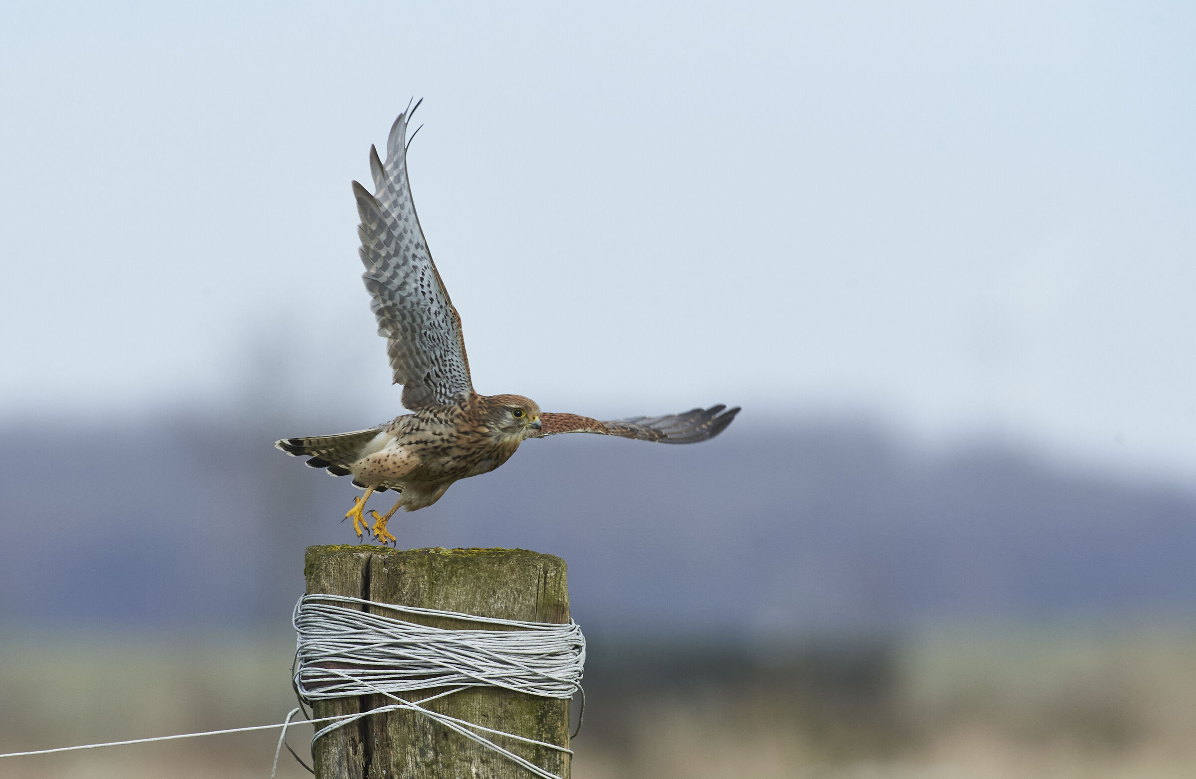 European Kestrel