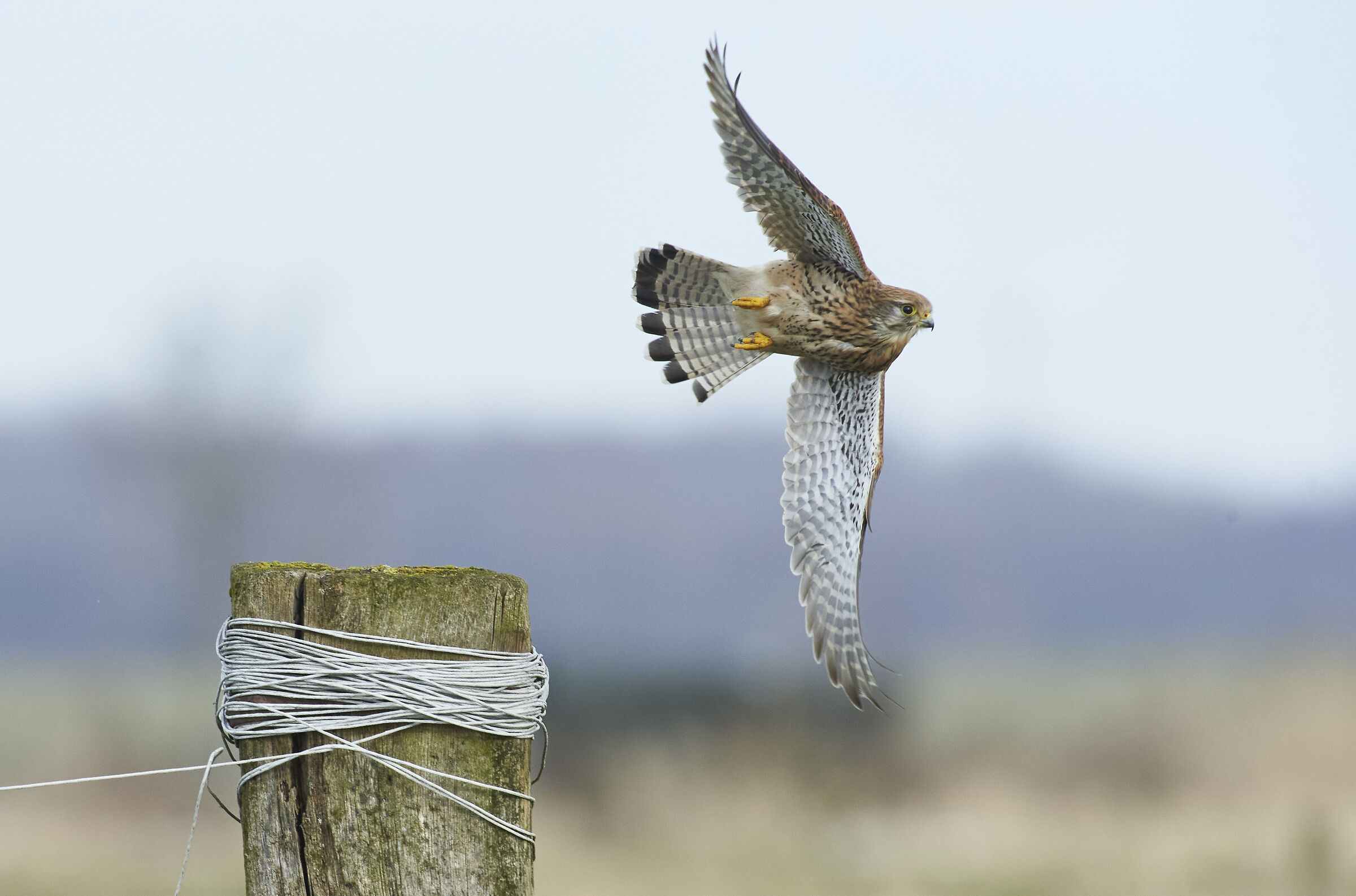 European Kestrel