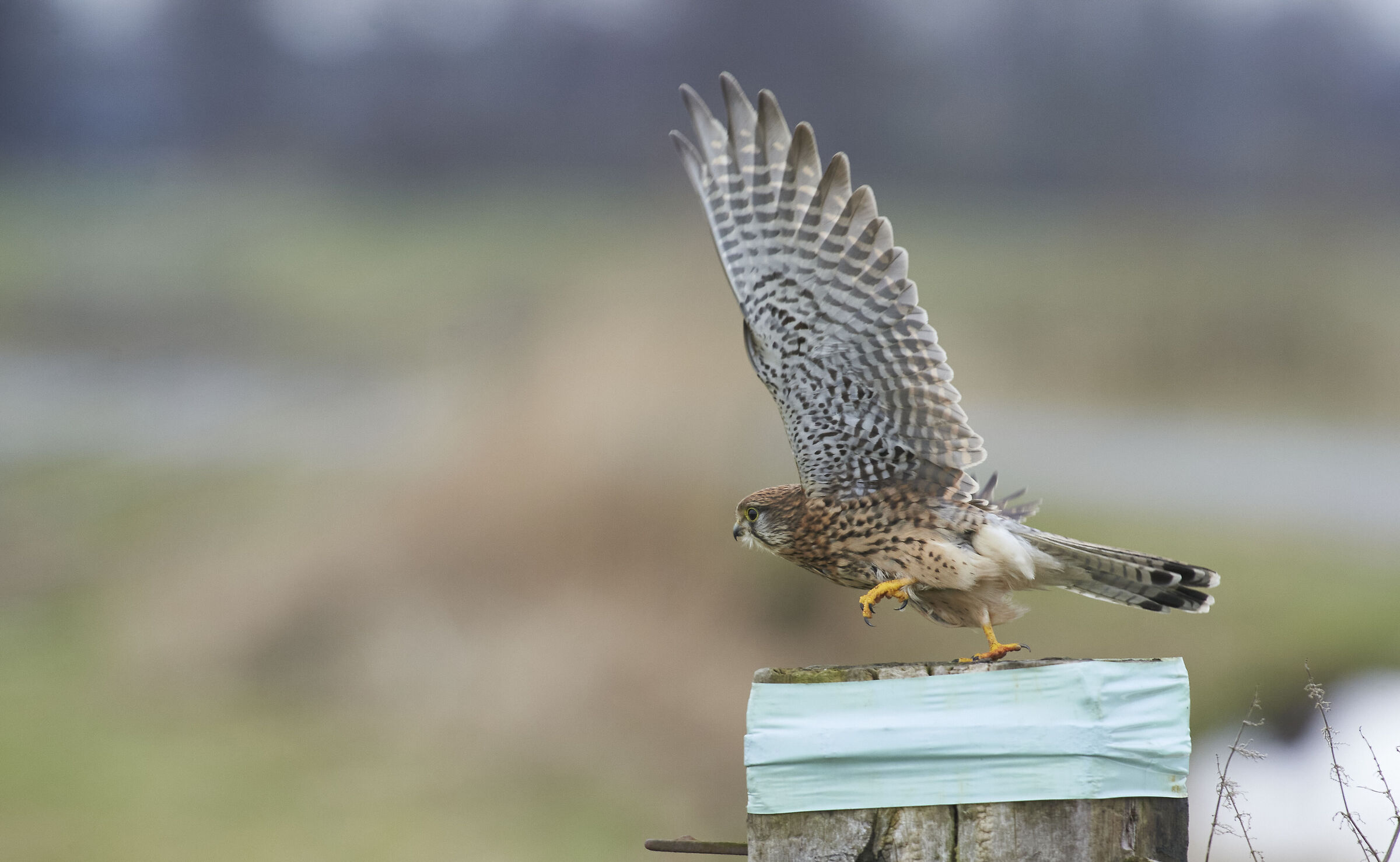 European Kestrel
