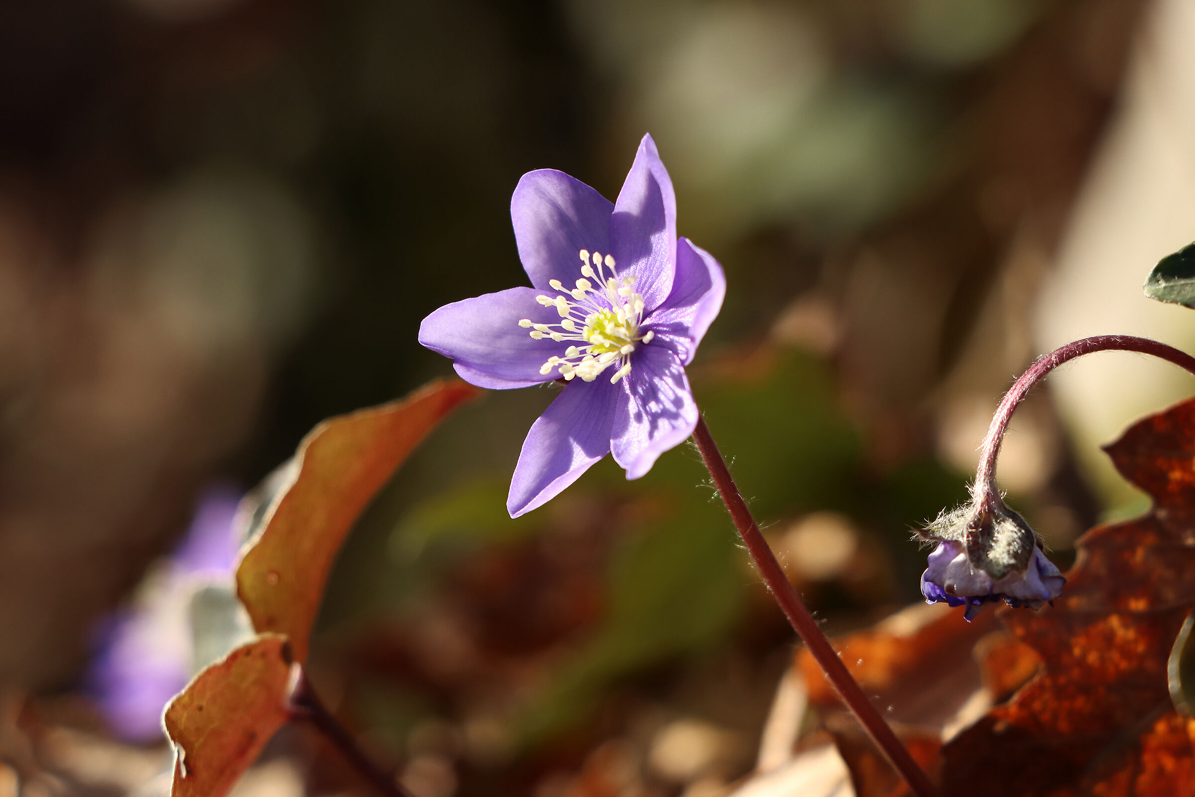 hepatica - il bosco si risveglia