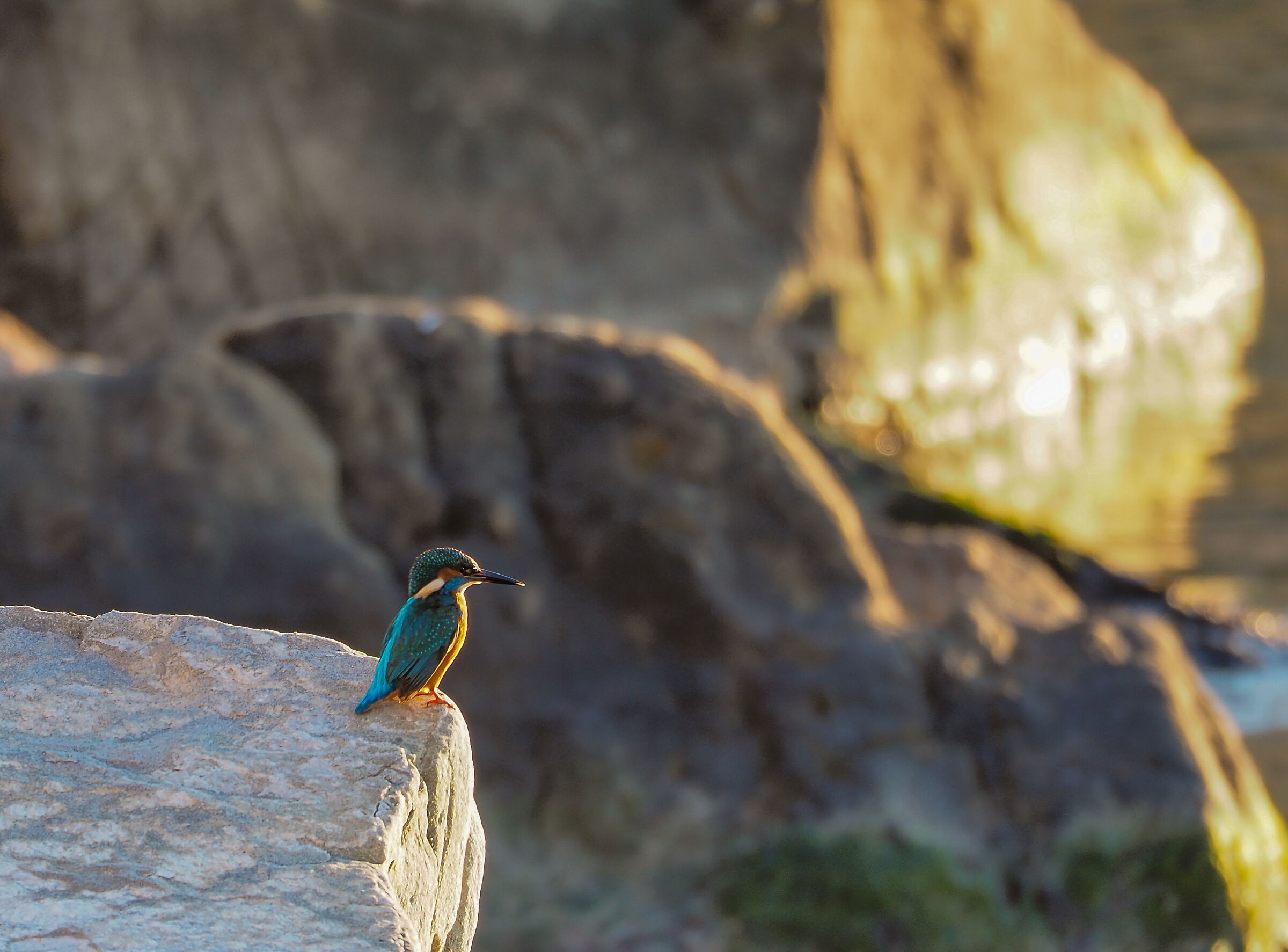 My first kingfisher 2