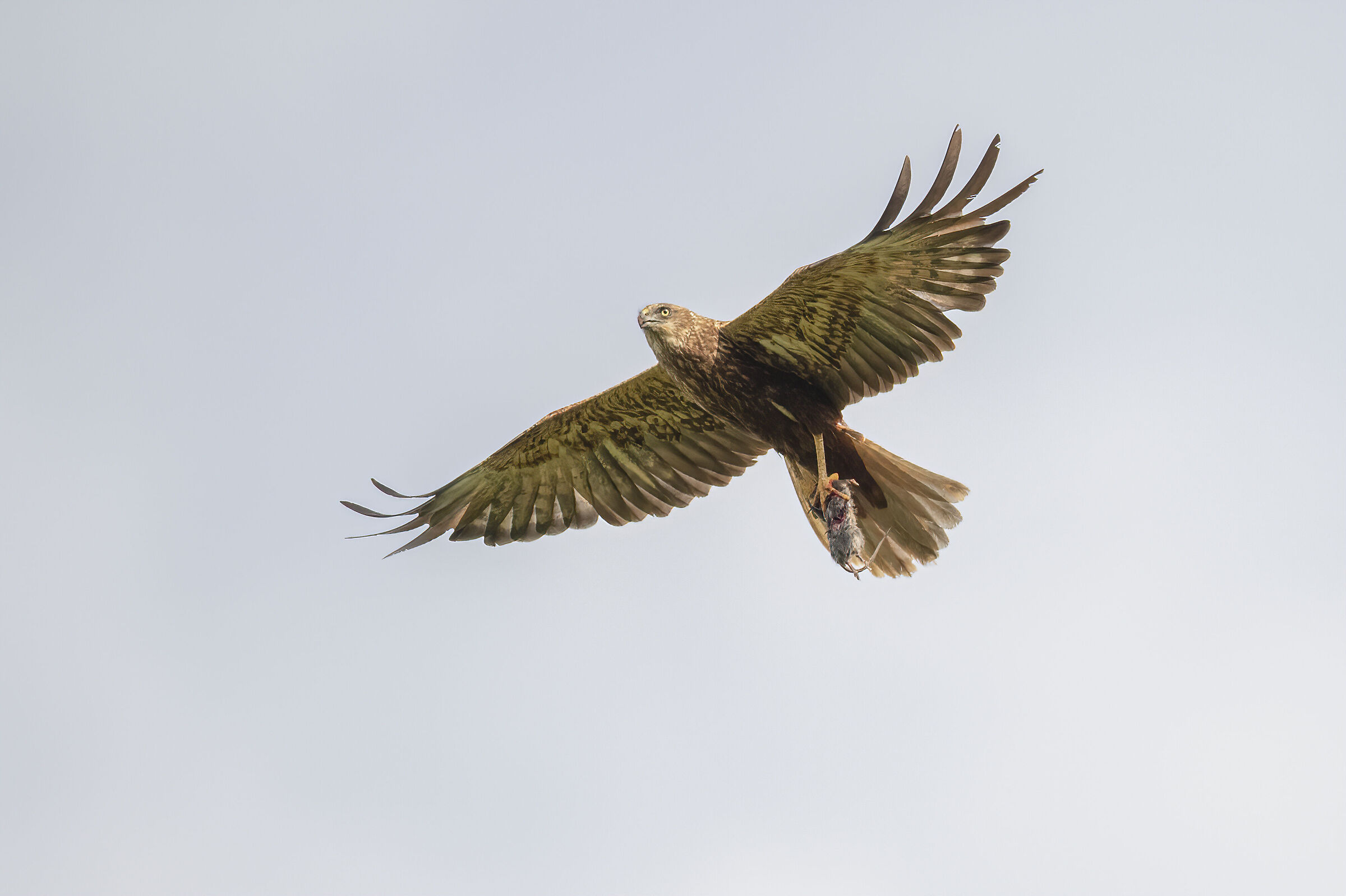 falco di palude con preda