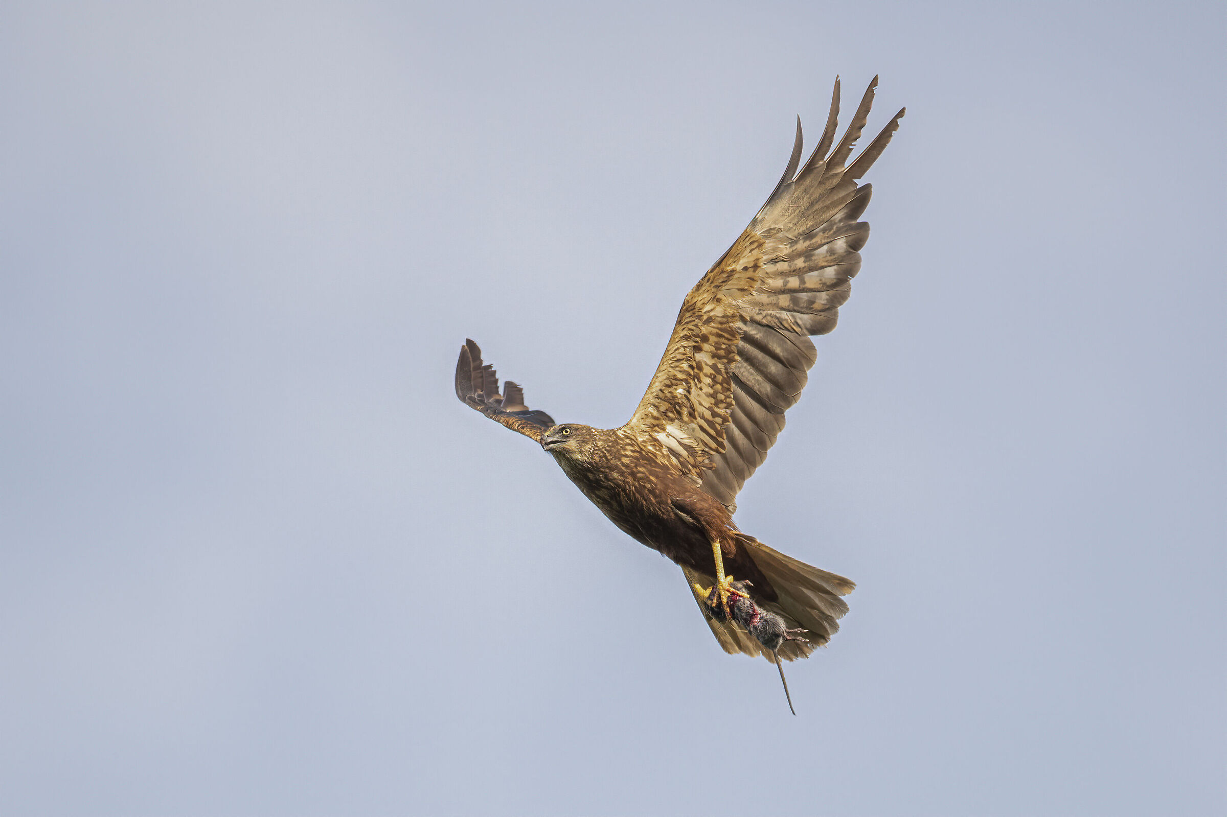 falco di palude con preda 2