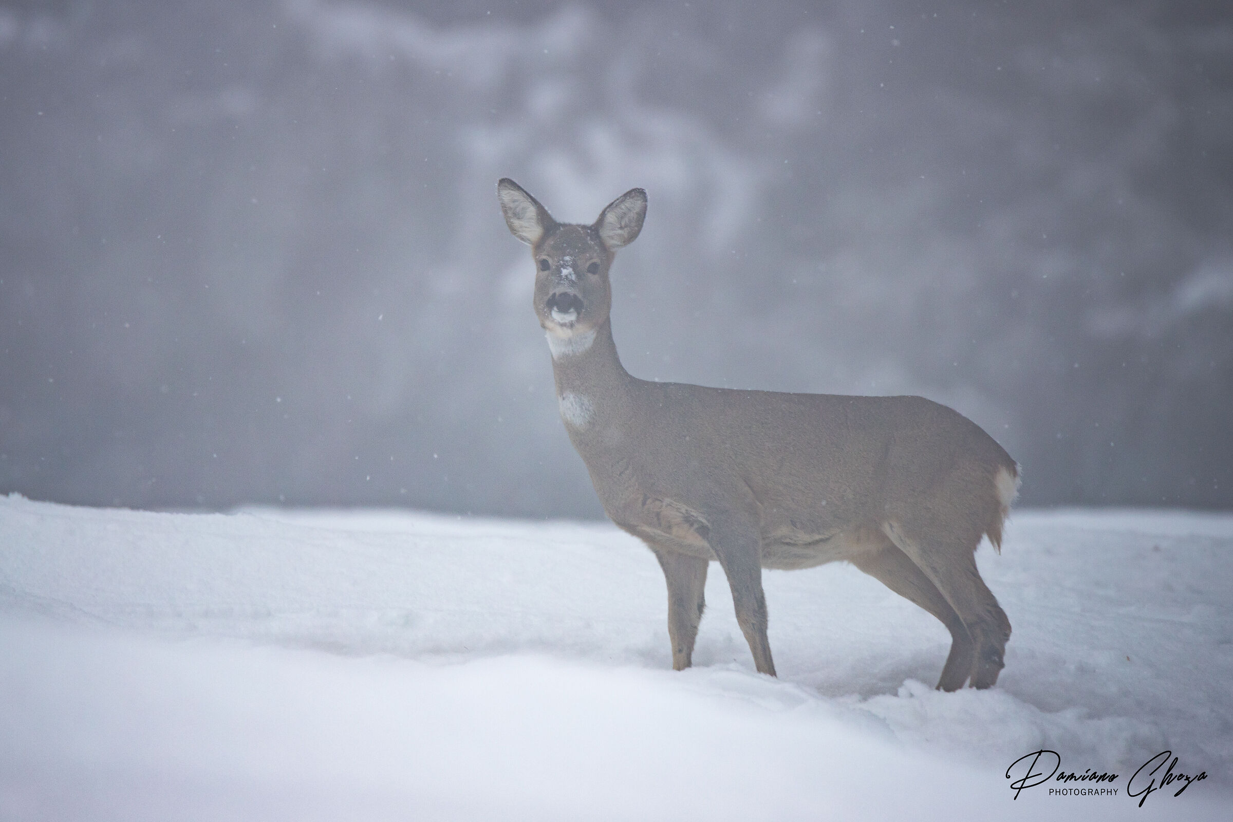Incontri nella nebbia