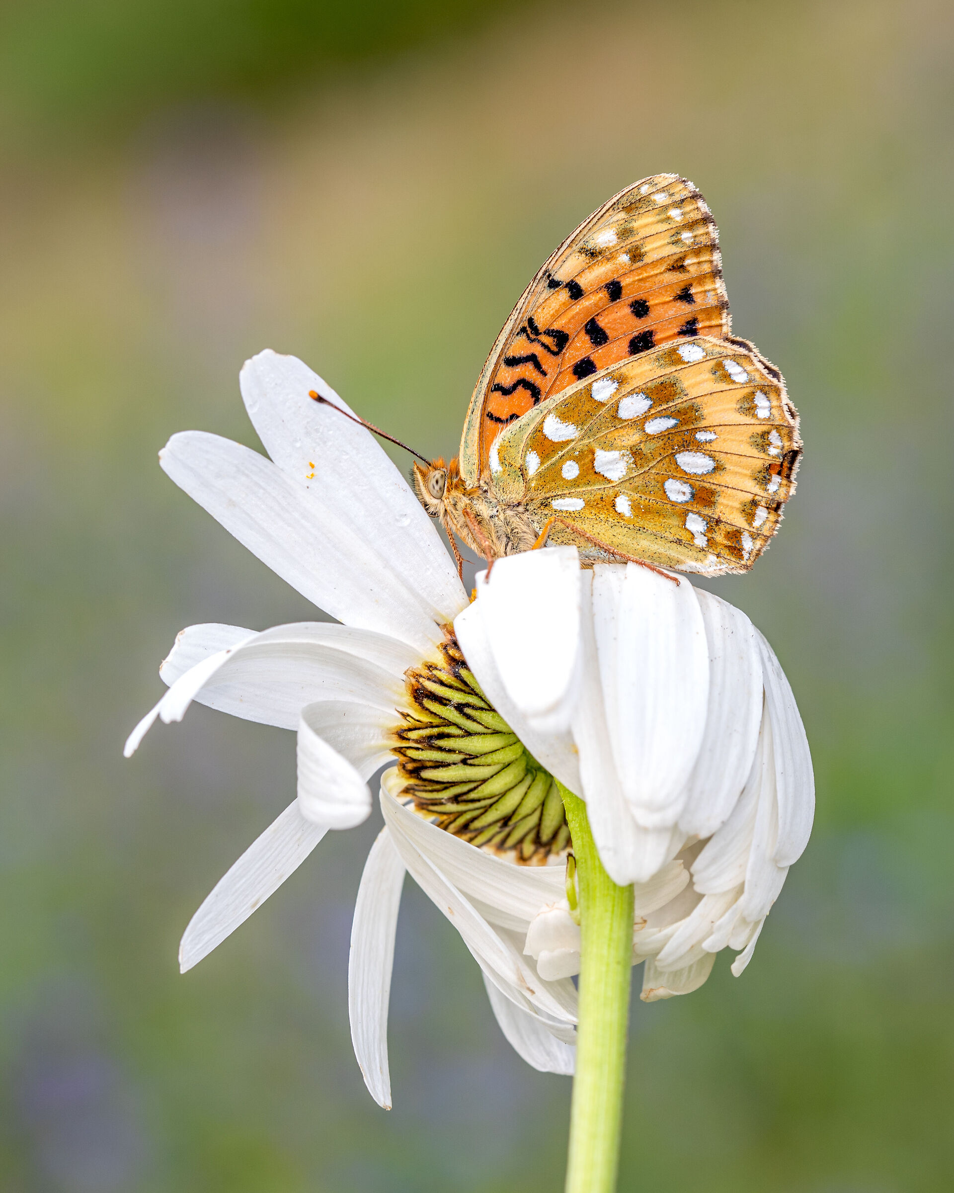 Argynnis